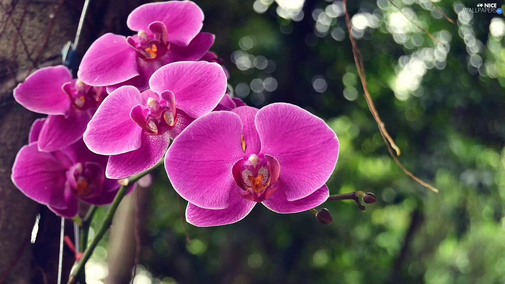 orchids