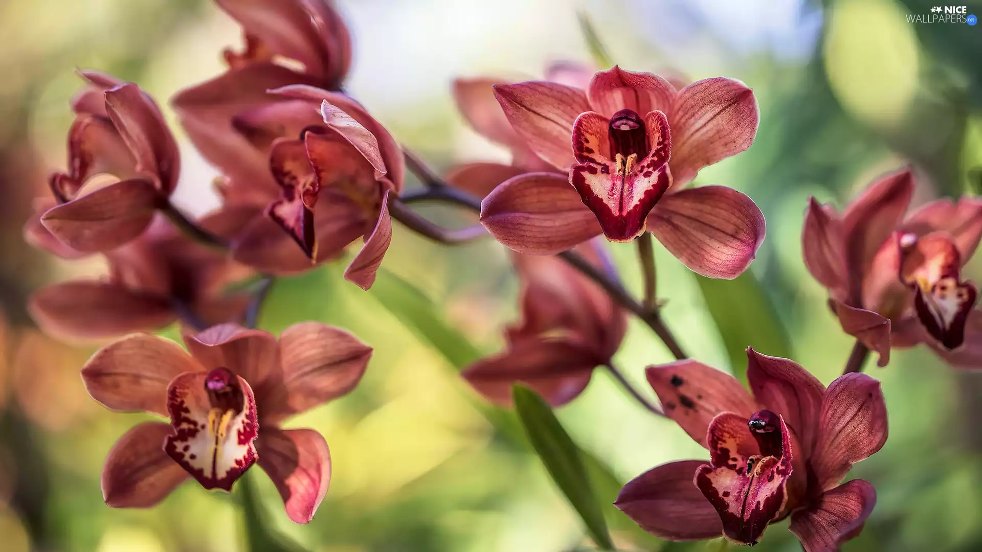 orchids, blurry background