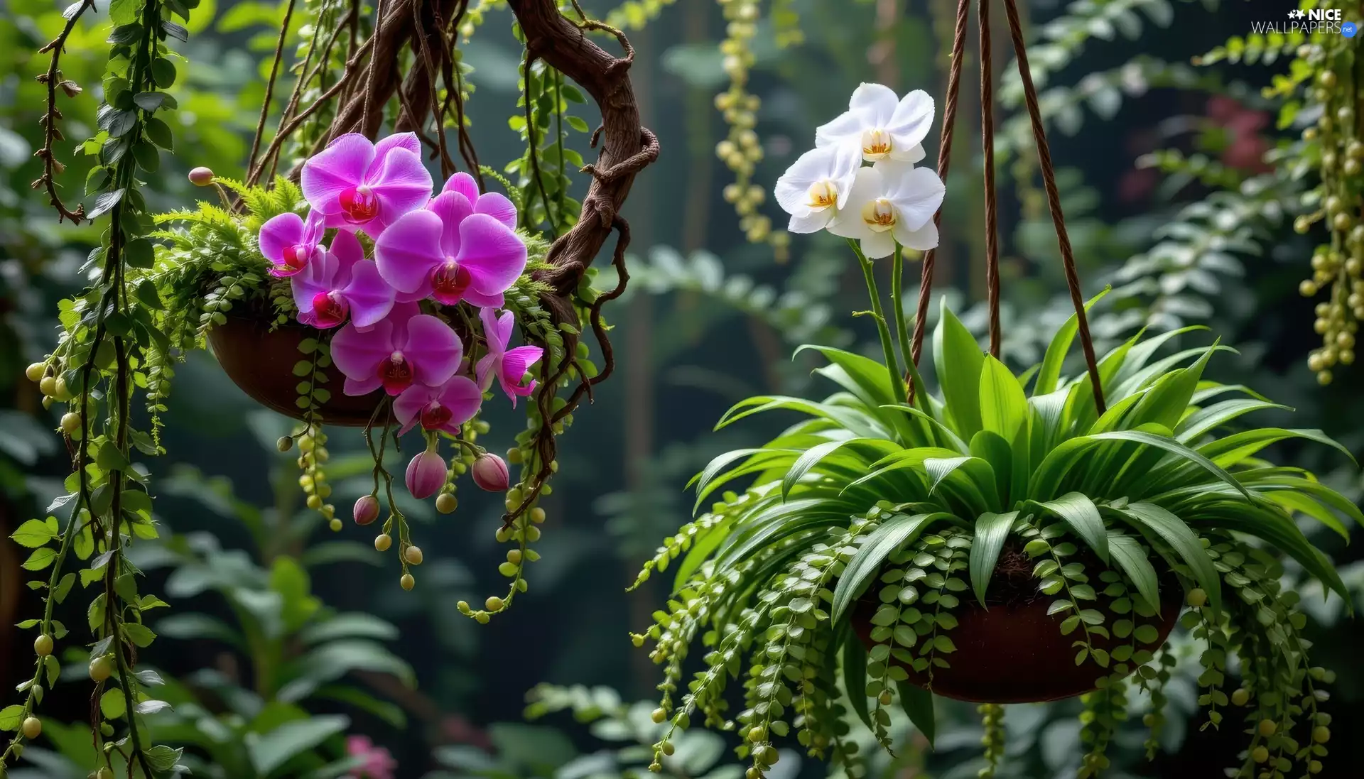 orchids, hanging, Flowers, Plants, White, Garden, Pots, Ai, fern, purple