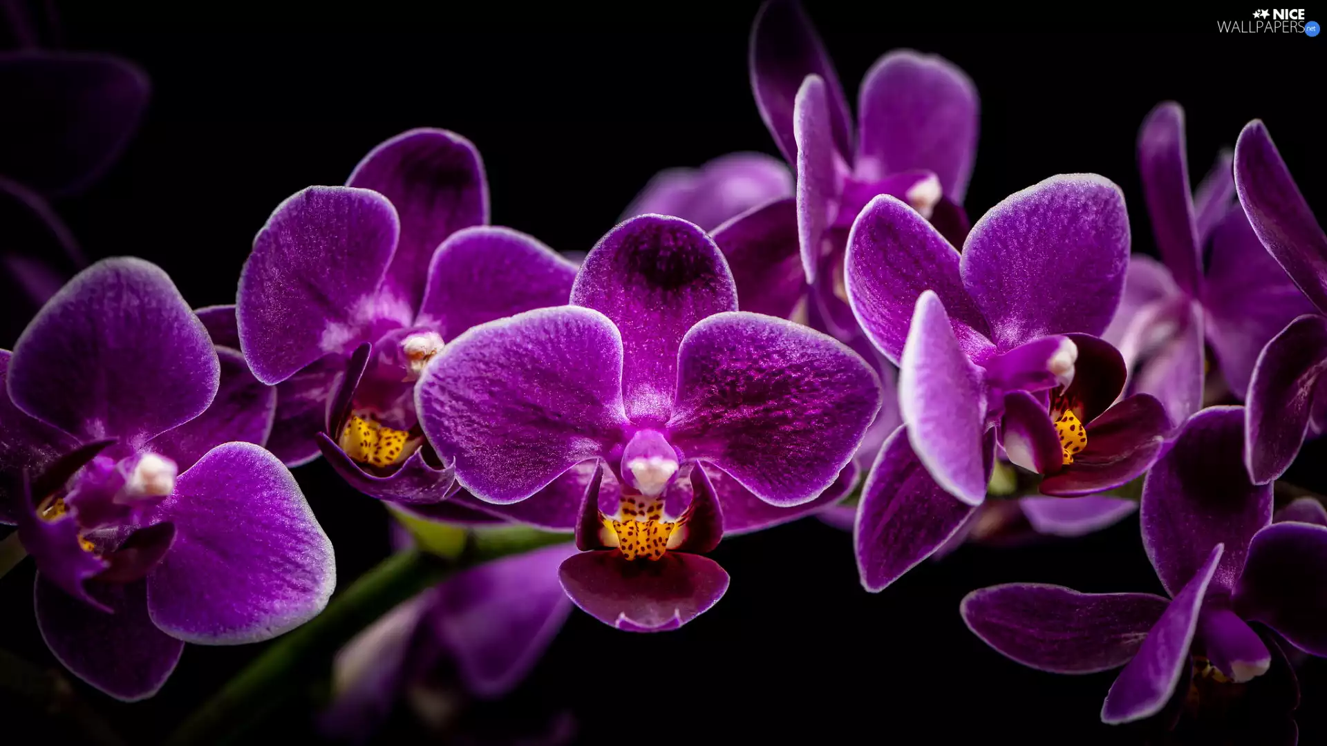 purple, Black, background, orchids