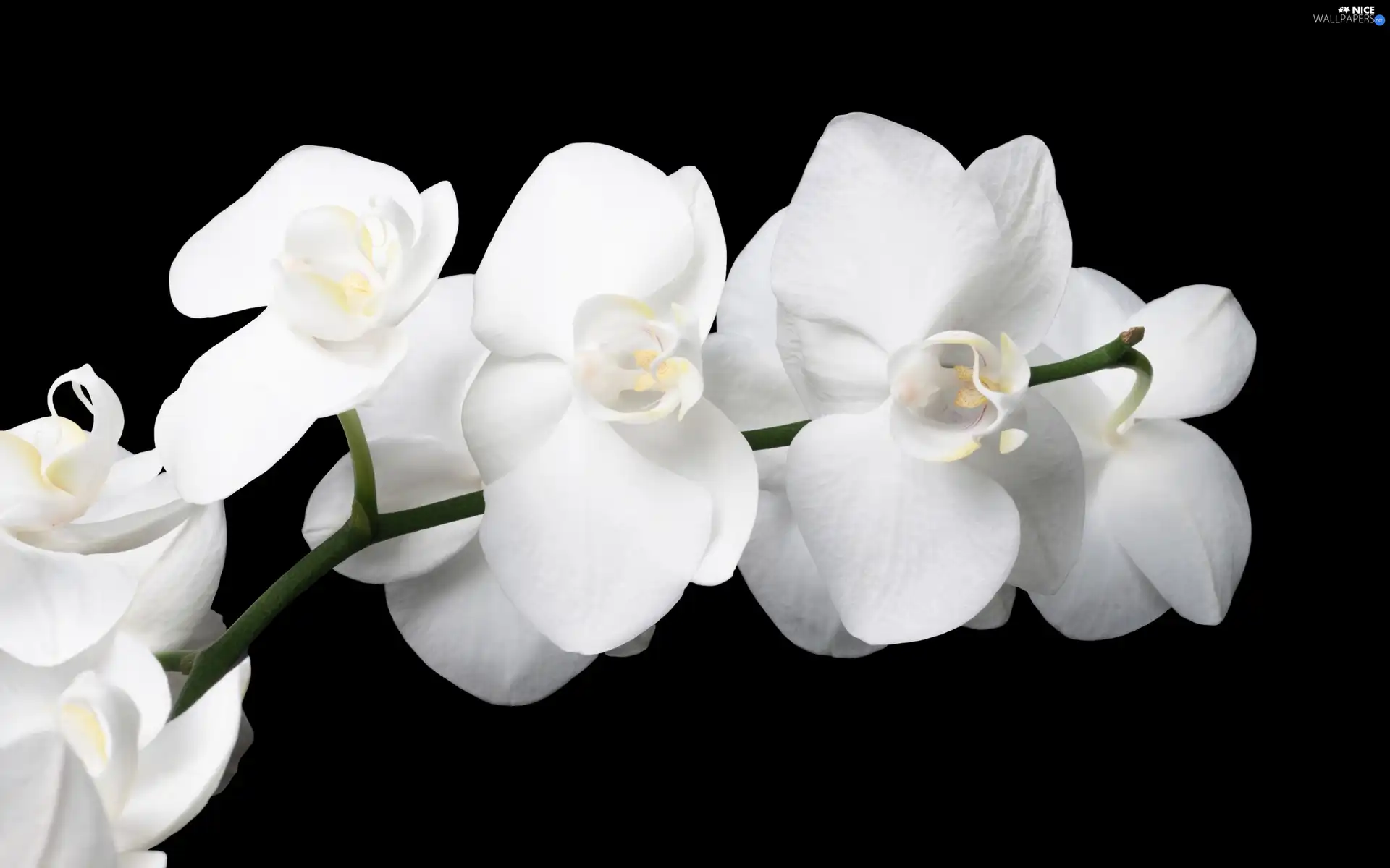 White, orchids