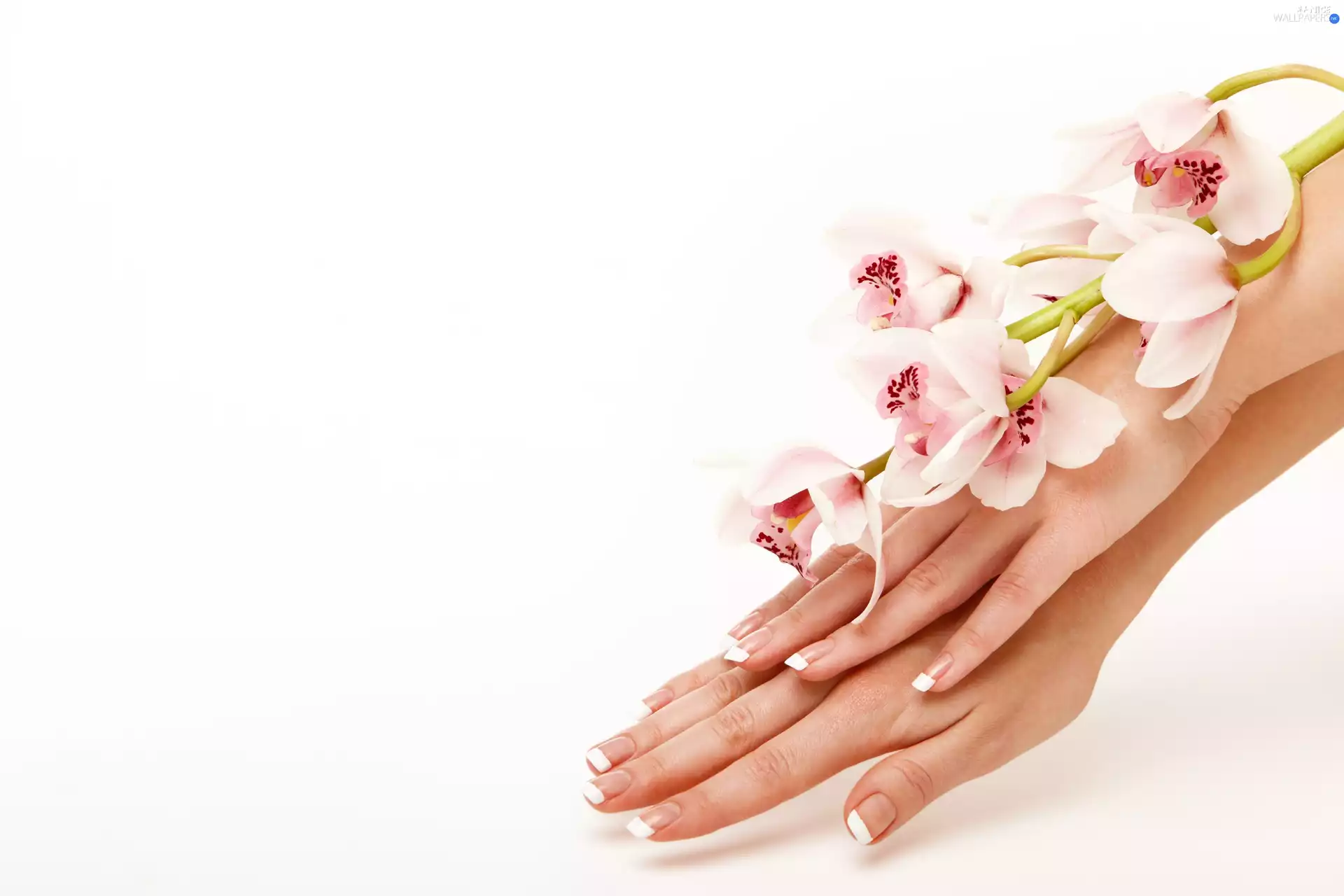 orchids, hands, Womens