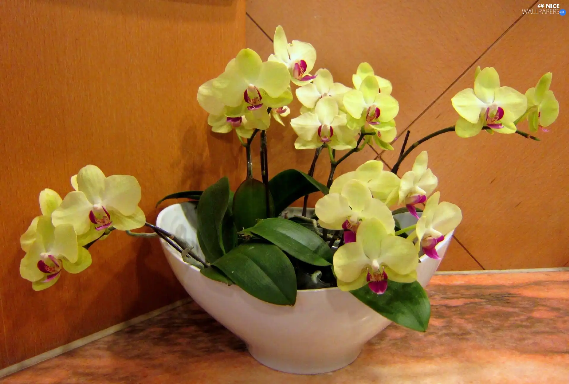 Yellow, orchids