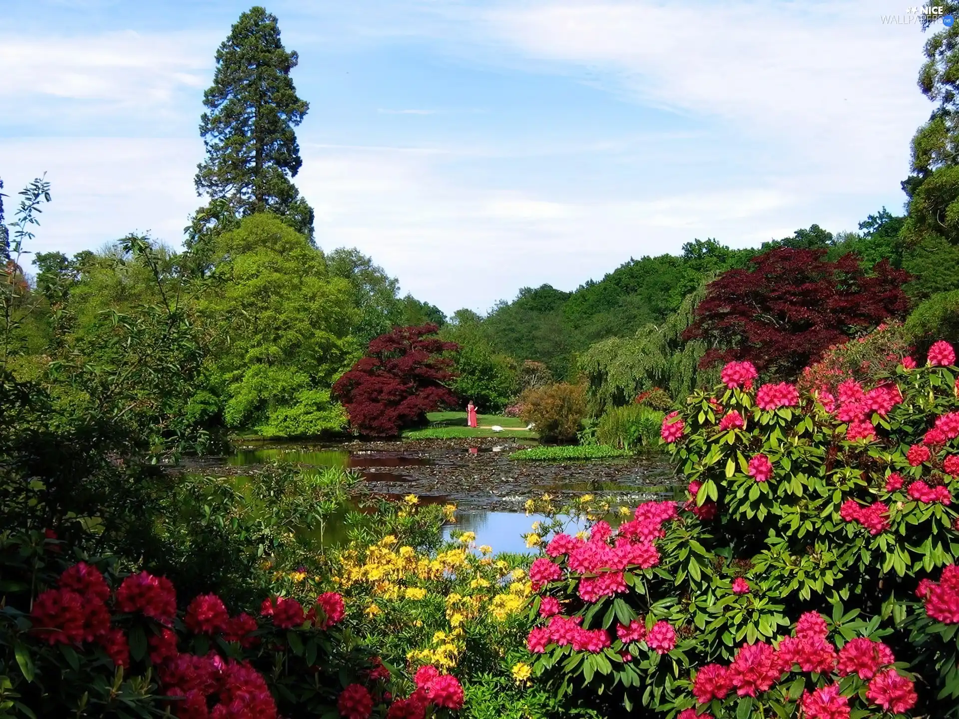 Garden, Bush, ornamental, Rhododendrons