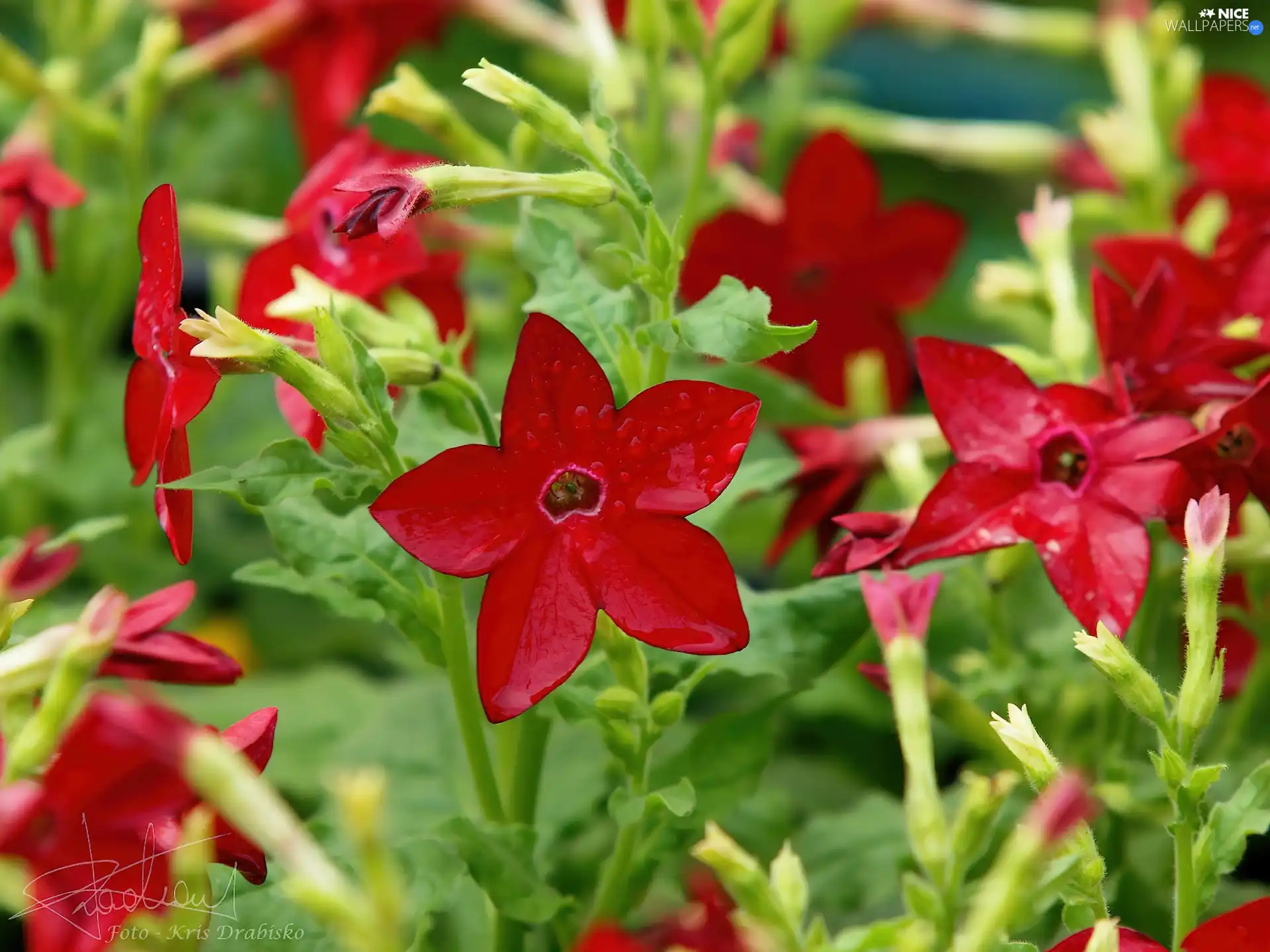 Ornamental Tobacco