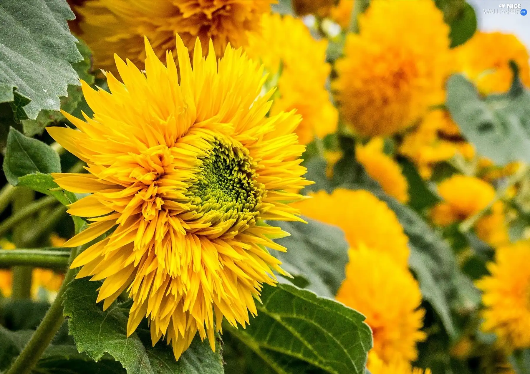 flakes, Yellow, Ornate Sunflowers