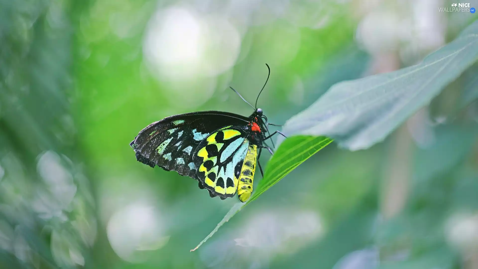 color, Ornithoptera euphorion, leaf, butterfly