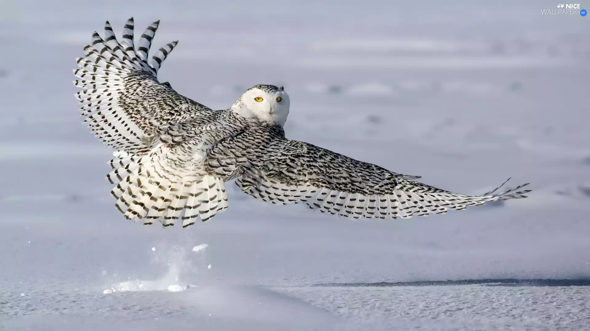 wings, snow, Snowy Owl, spread, Bird