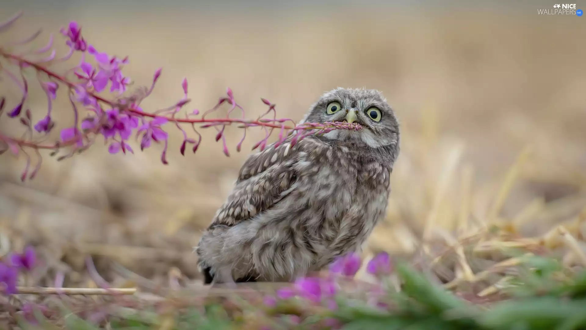 Pink, owl, fuzzy, background, Colourfull Flowers, Little Owl
