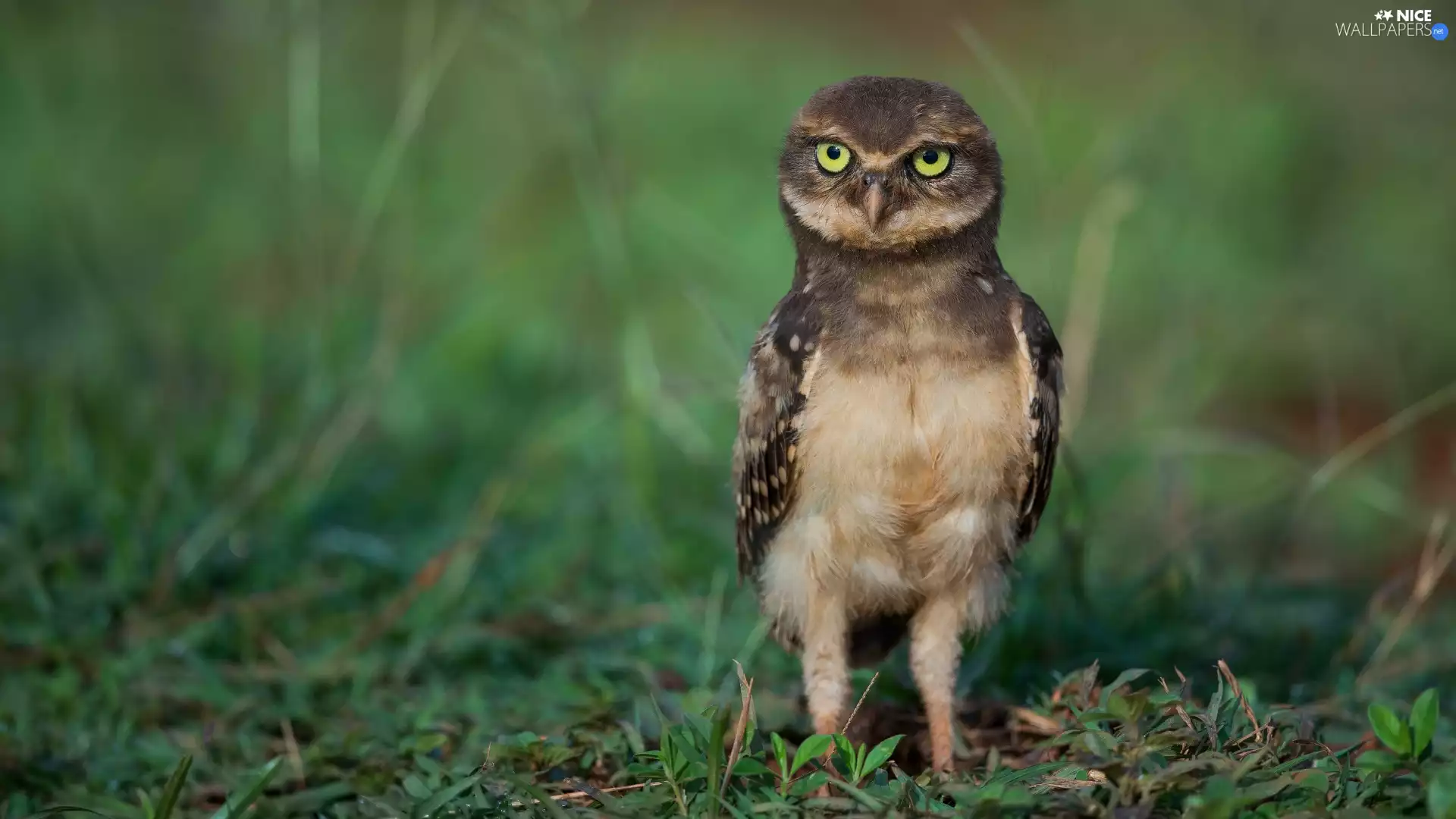 grass, owl, Little Owl