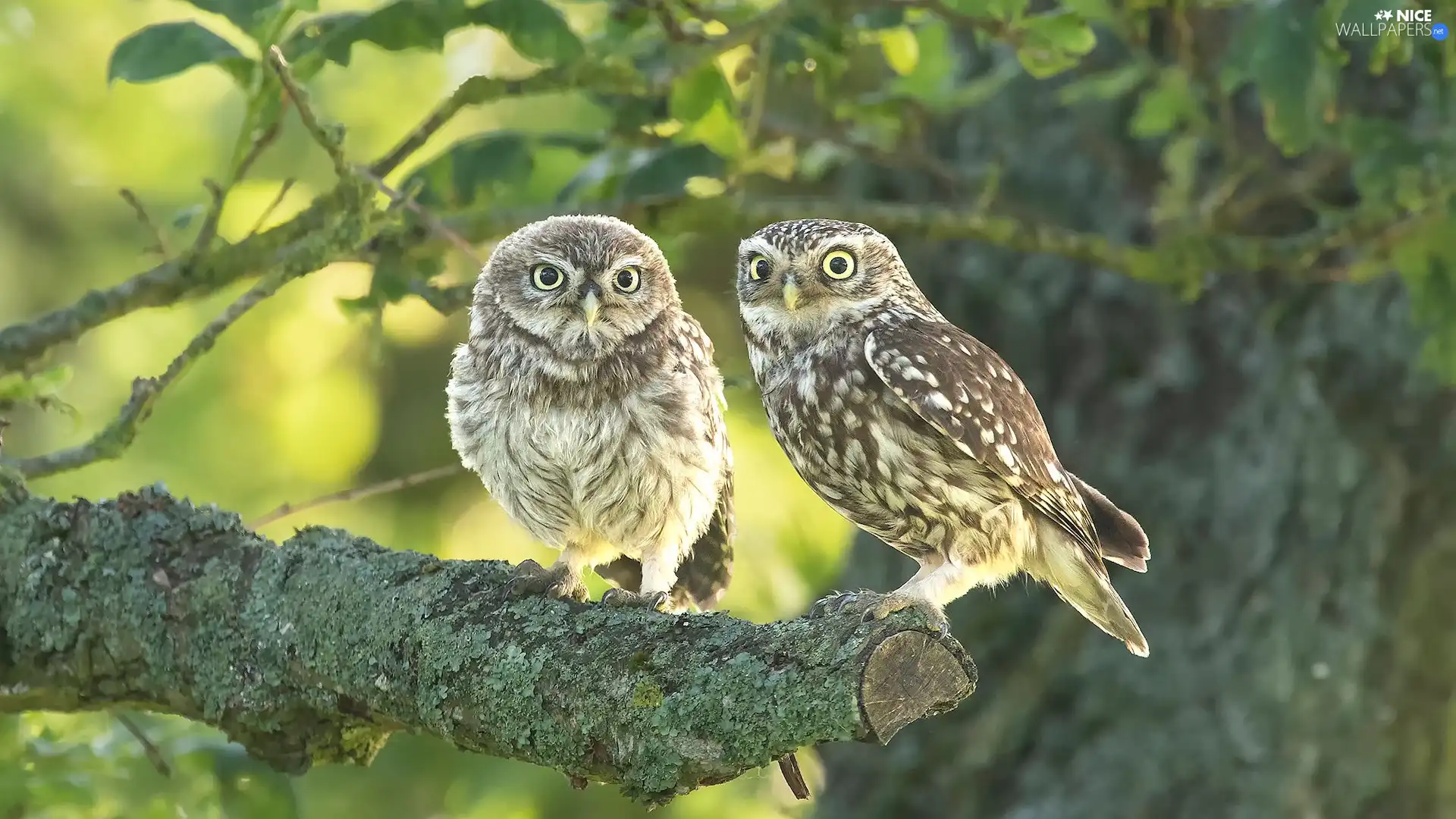 Owls, branch, Lod on the beach, Little Owl