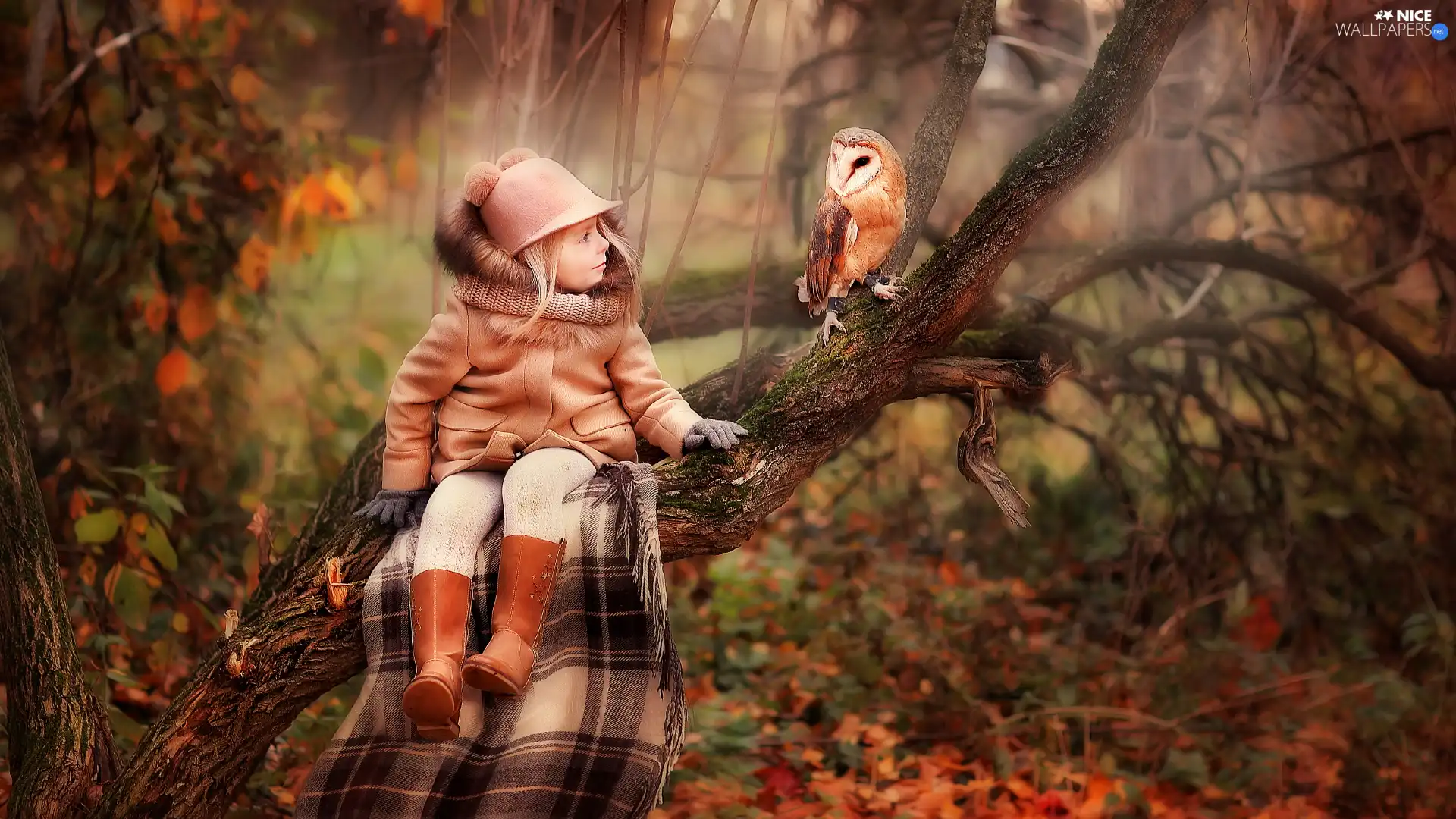 trees, coat, owl, Hat, girl, coverlet, Barn Owl