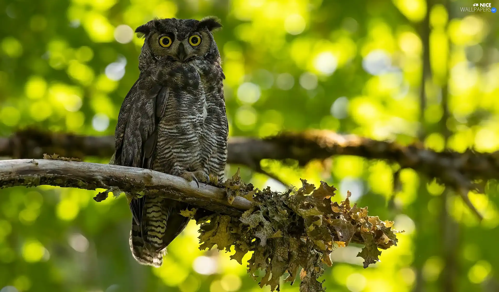 branch, Leaf, eagle-owl, trees, owl