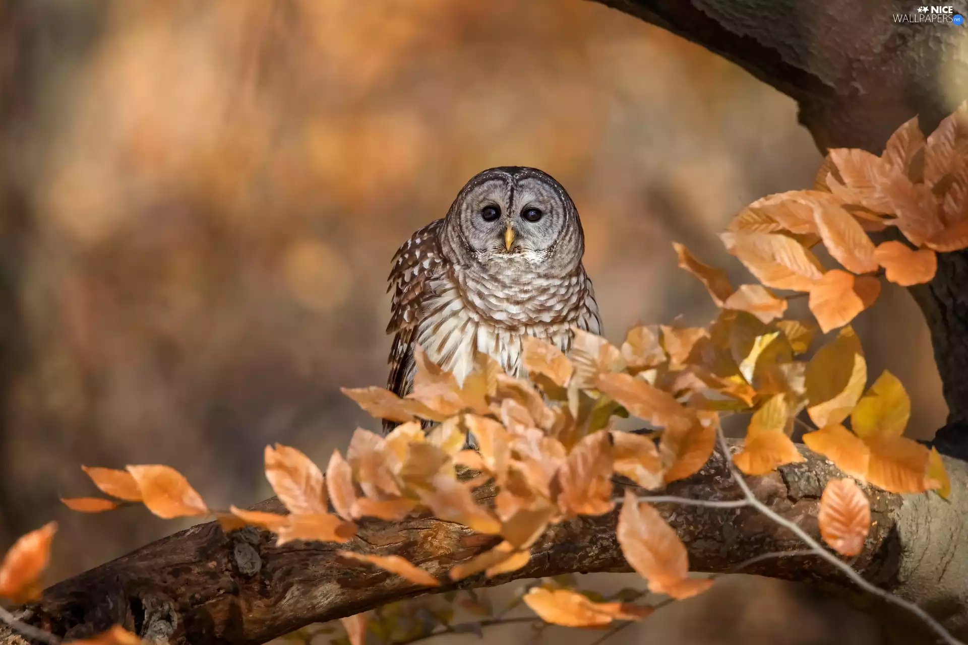 owl, branch, Leaf, Owl