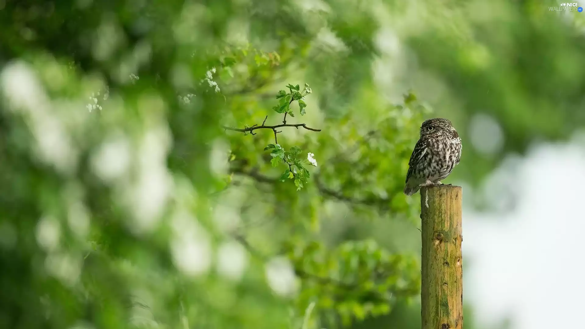 trees, Leaf, Little Owl, peg, owl