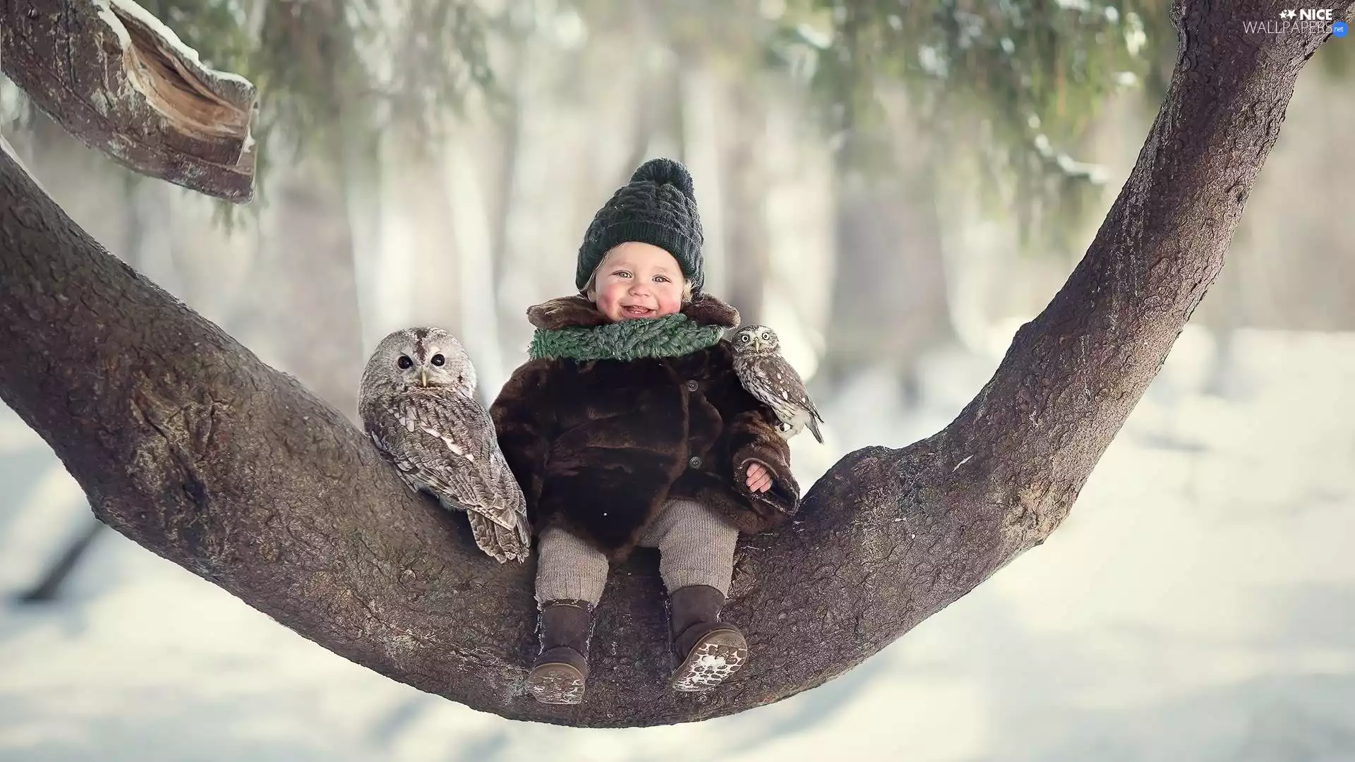 Owl, Kid, trees, Lod on the beach, Little Owl, Owls