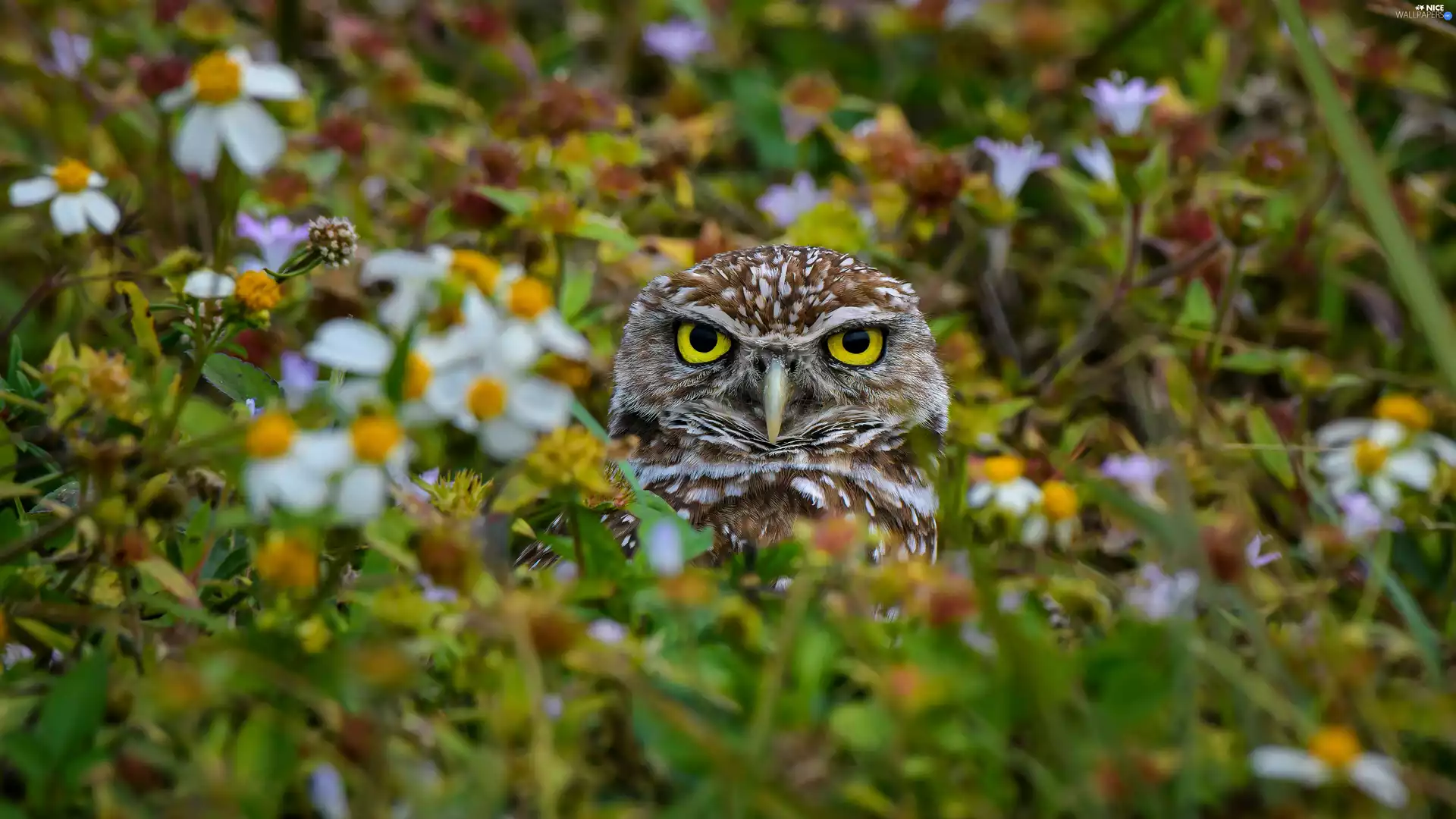 Plants, owl, Little Owl