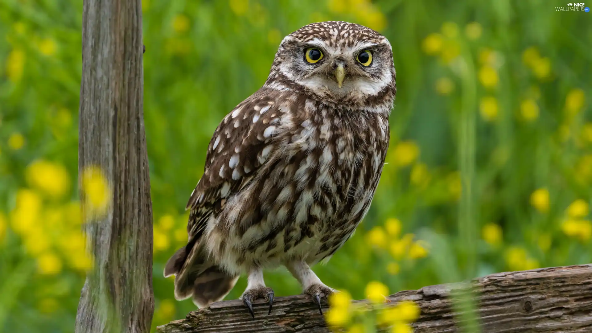 rapprochement, owl, Little Owl