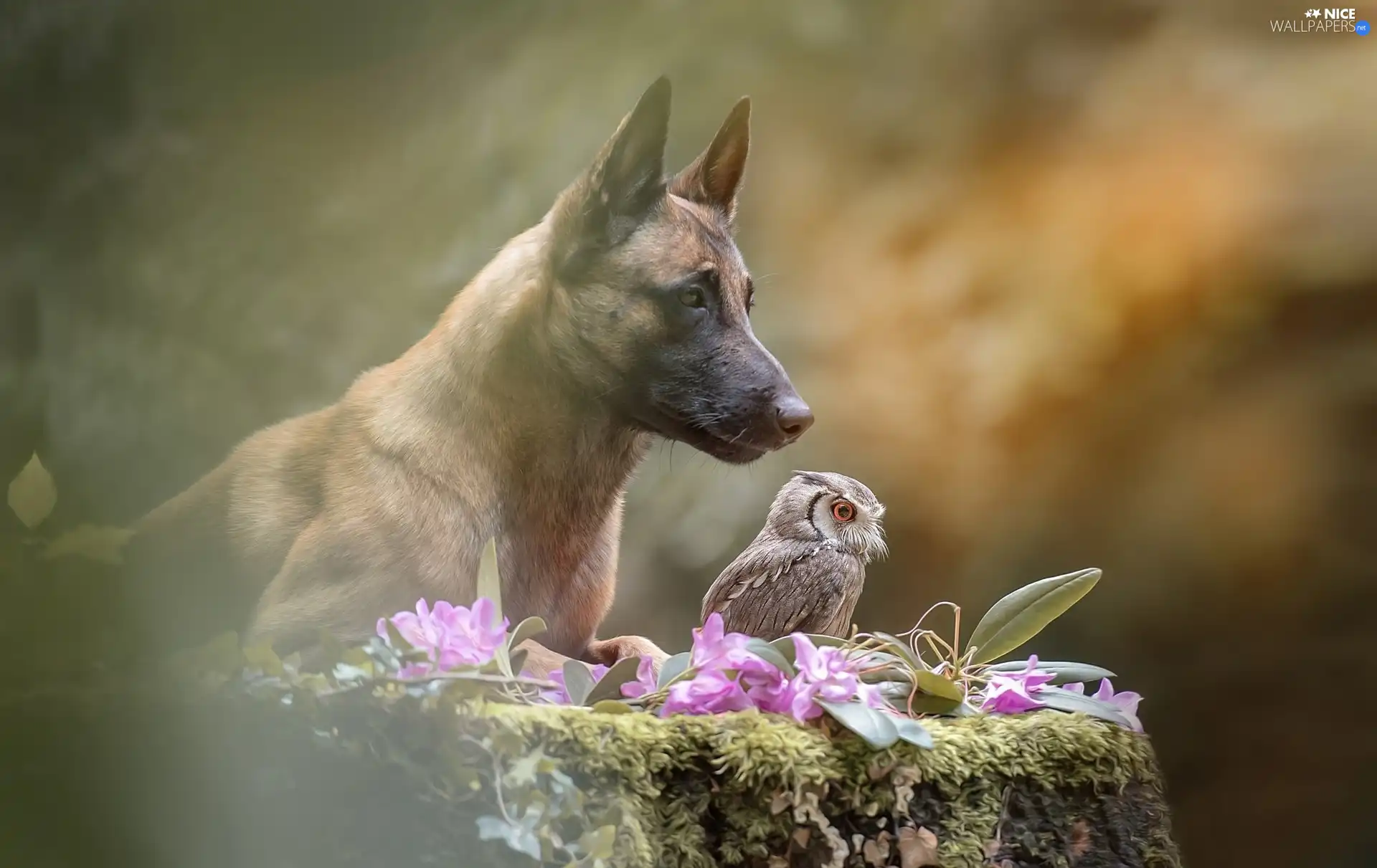 dog, owl, Scops Owl, Belgian Shepherd Malinois