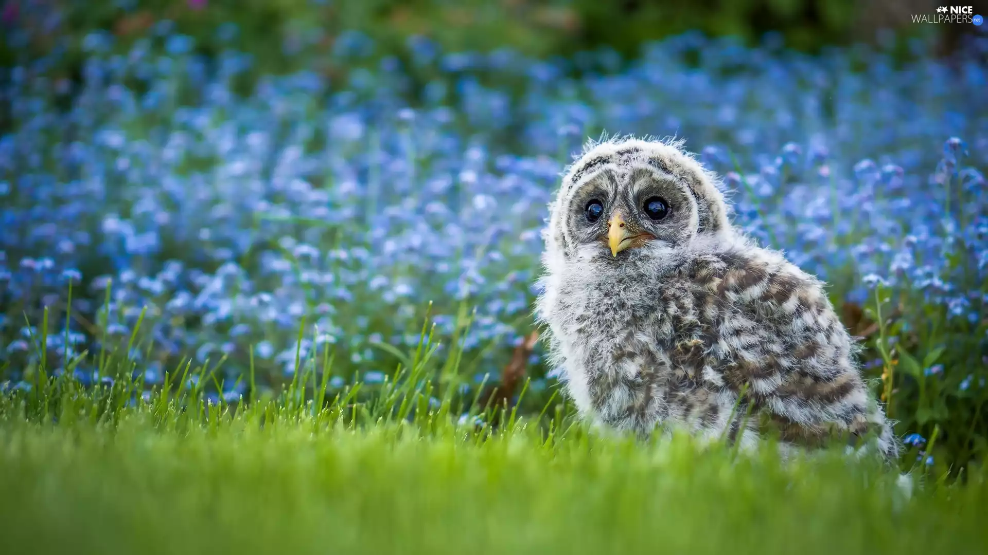 small, Owl, grass, owl