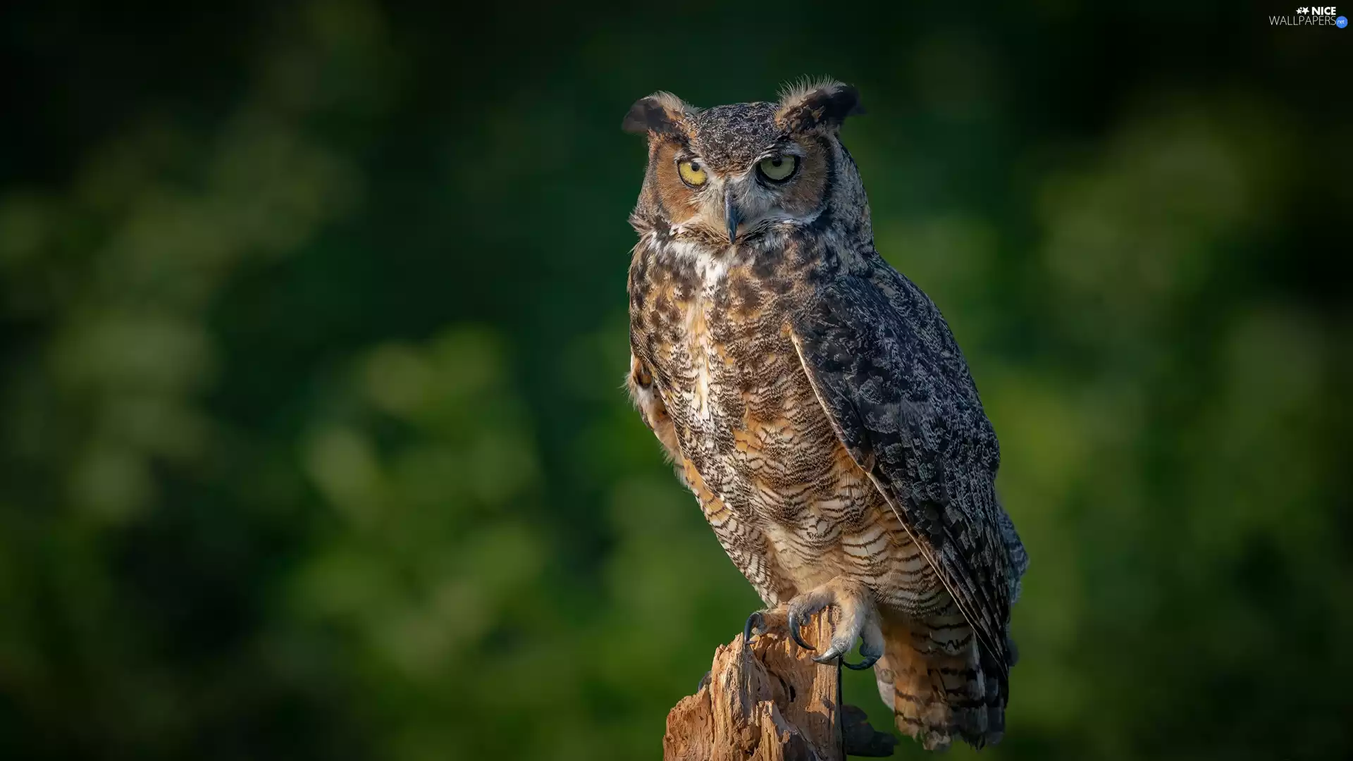 trunk, owl, eagle-owl
