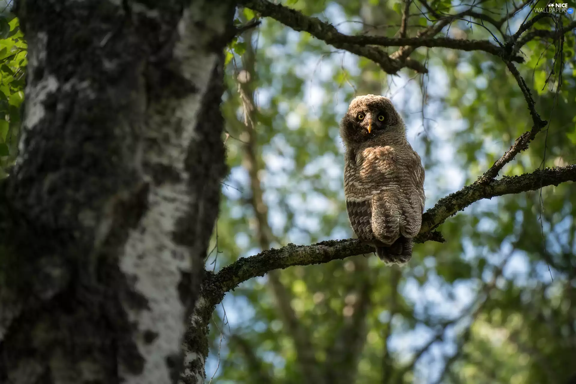 owl, trees, twig, Tawny owl great gray owl