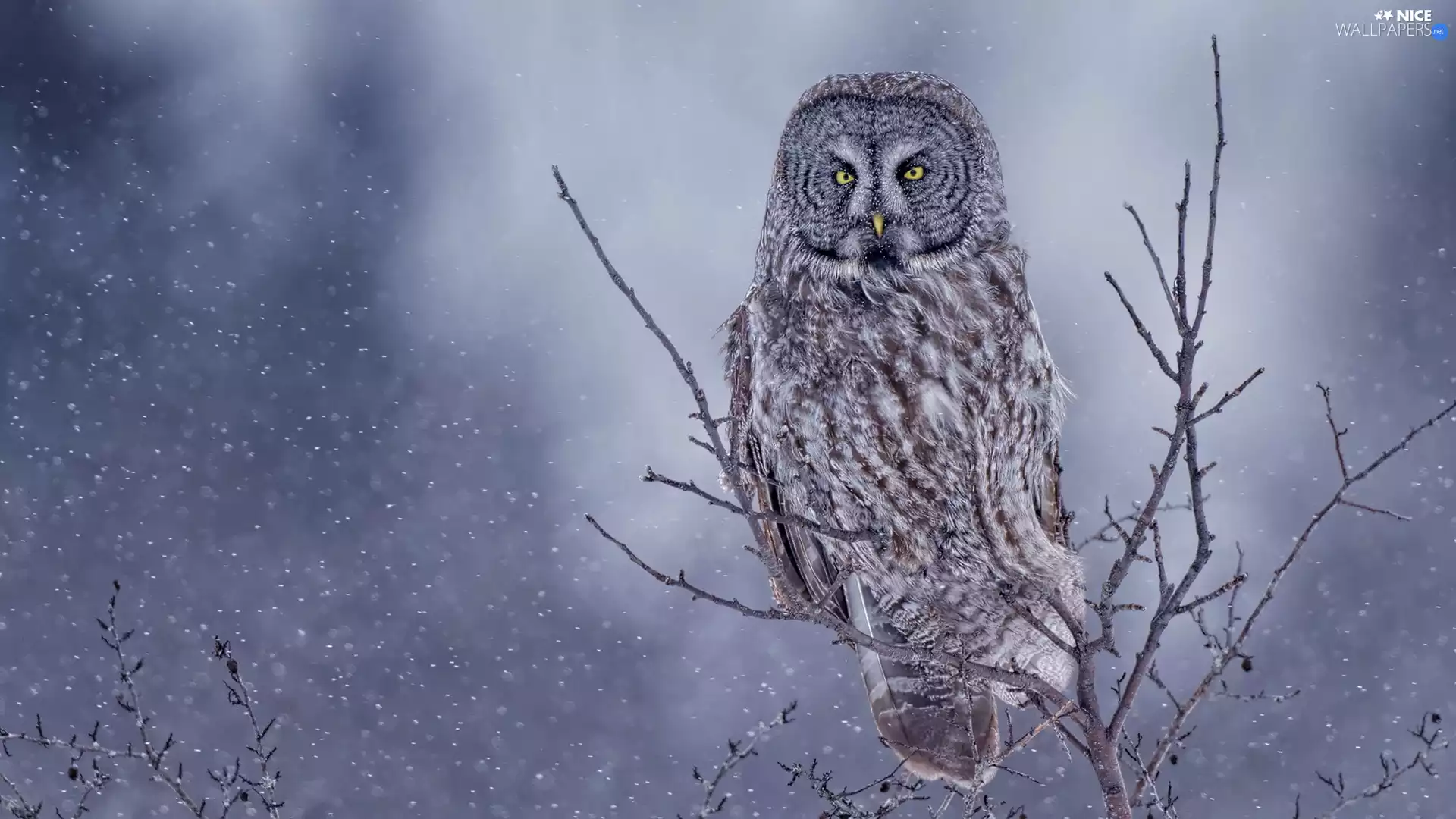 owl, Bird, Twigs, Tawny owl great gray owl