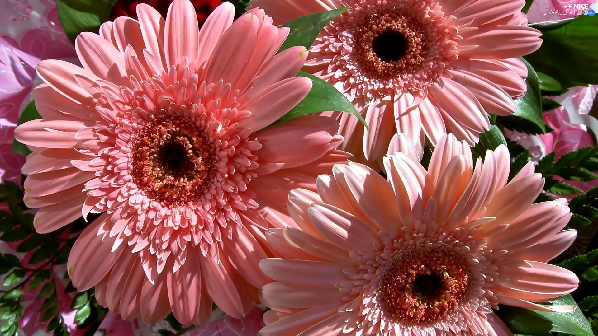 gerberas, Flowers, pale pink