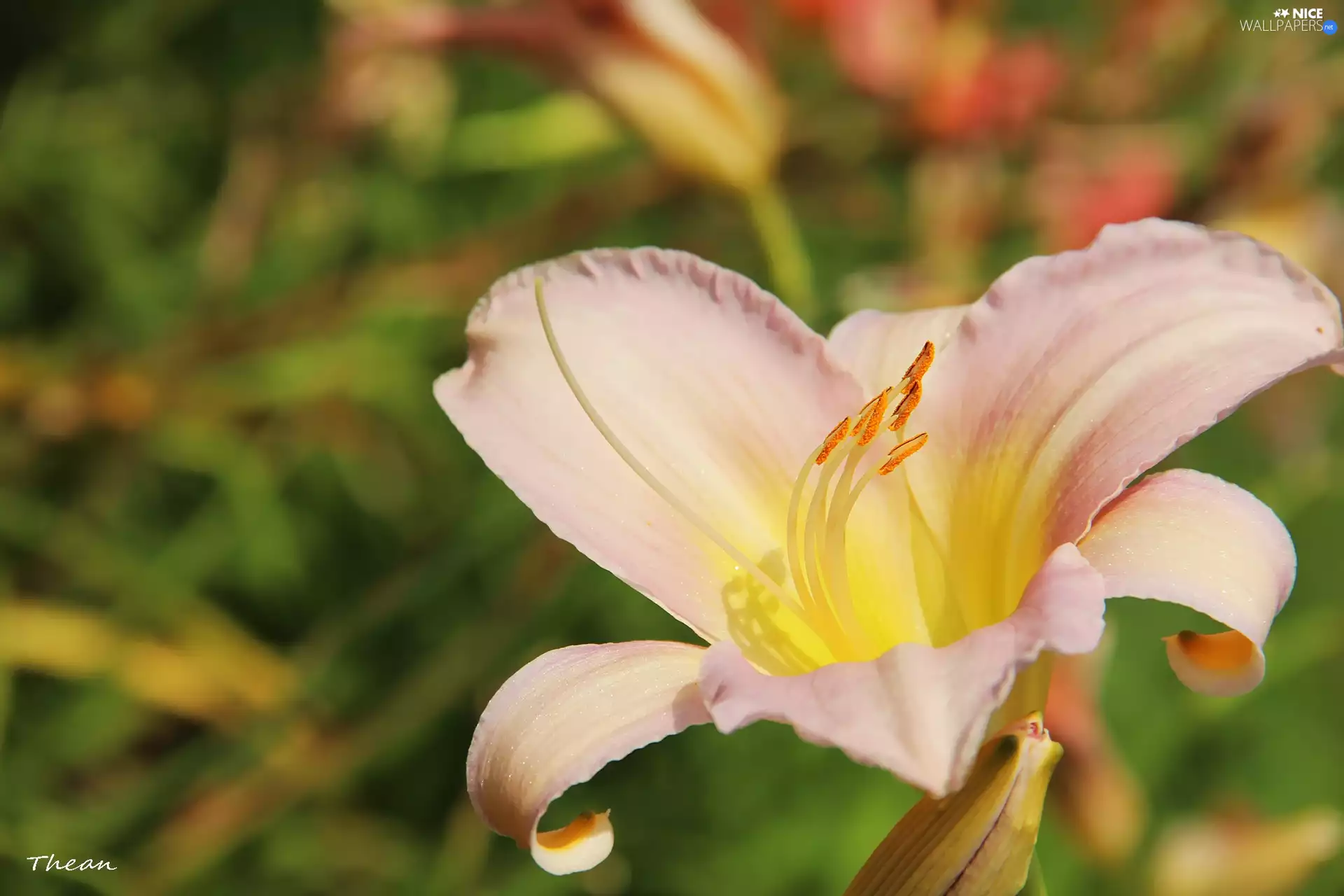 Pale pink, lily