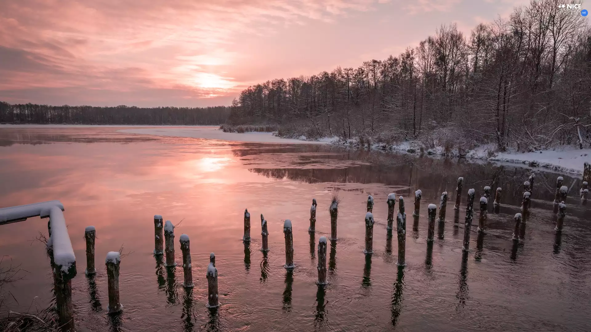 viewes, Pale, winter, trees, lake