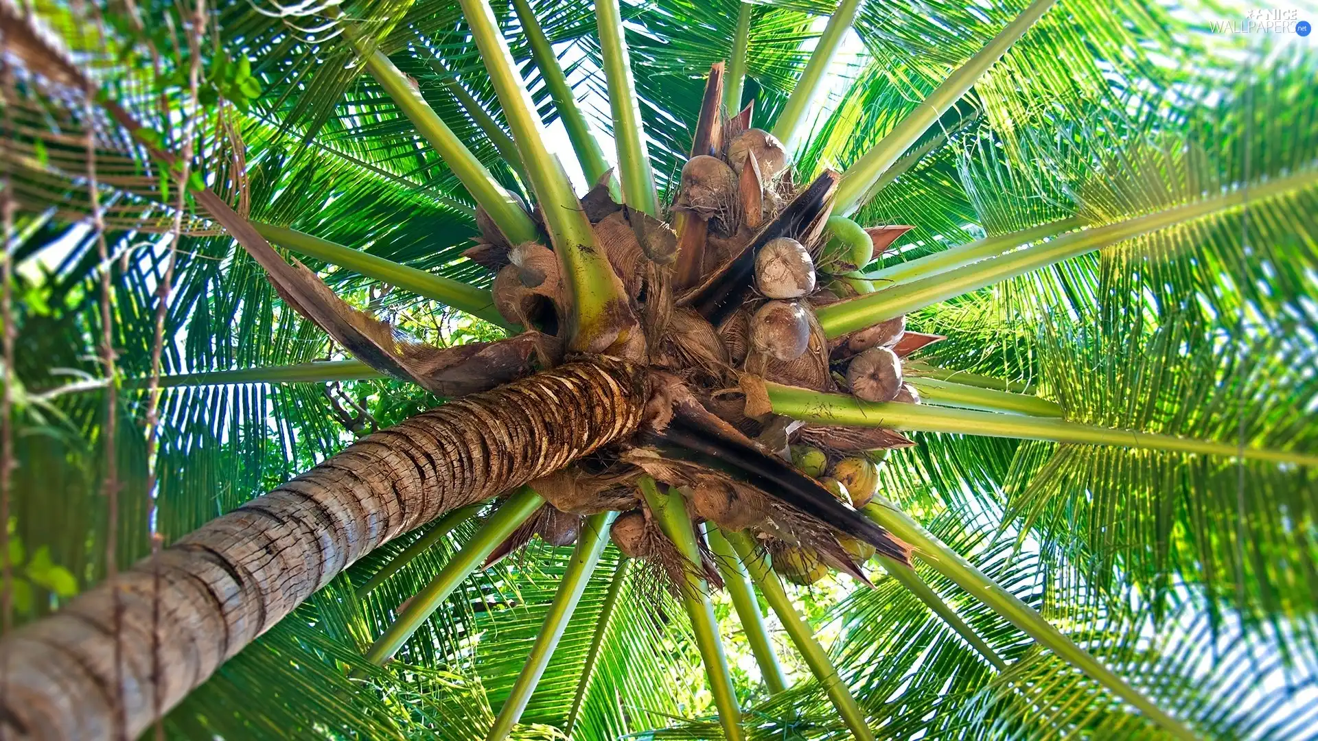 coconuts, Palm