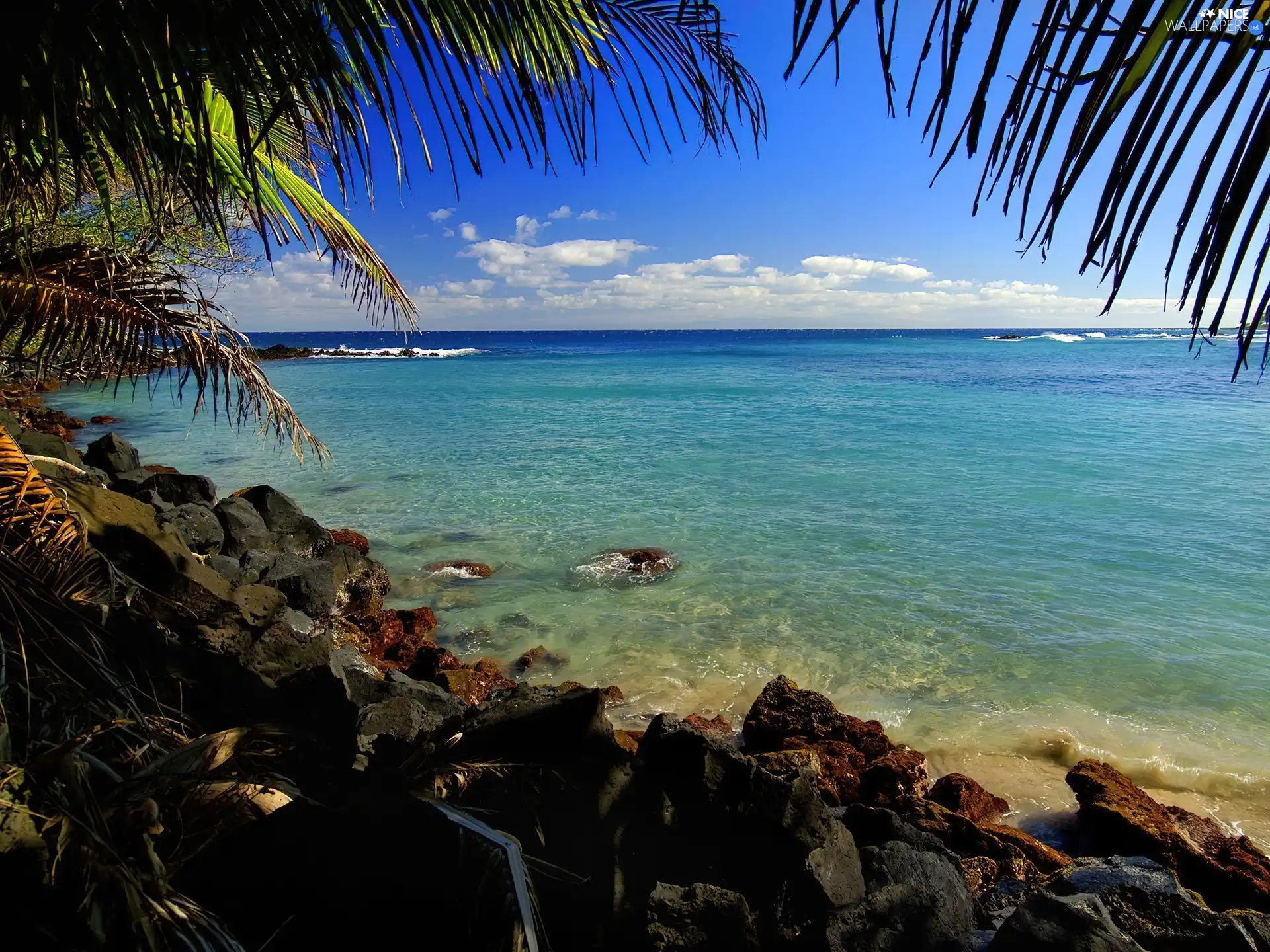 Palm, sea, rocks