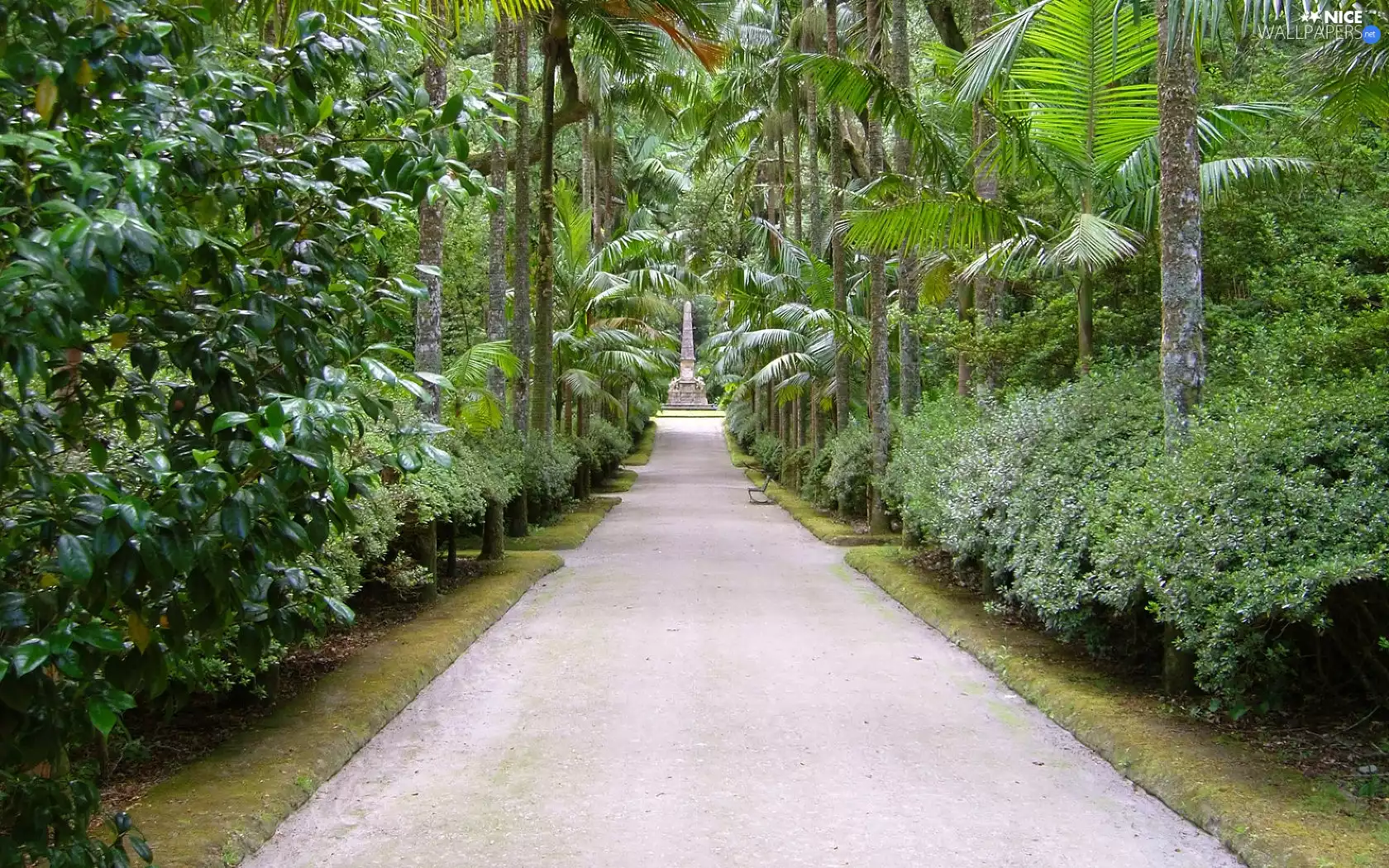 alley, Garden, botanical, Palms