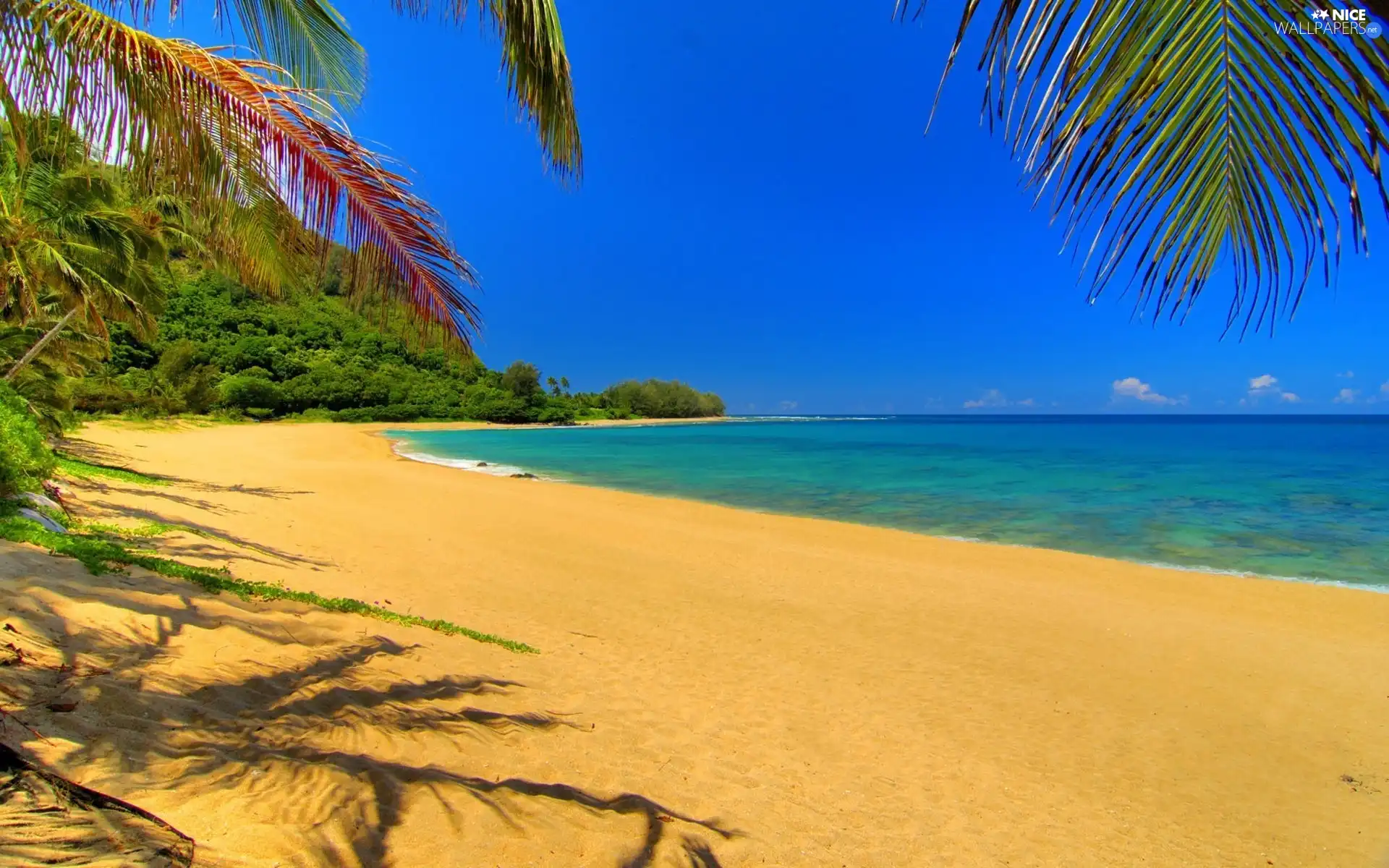 Beaches, Leaf, Palms, Sand