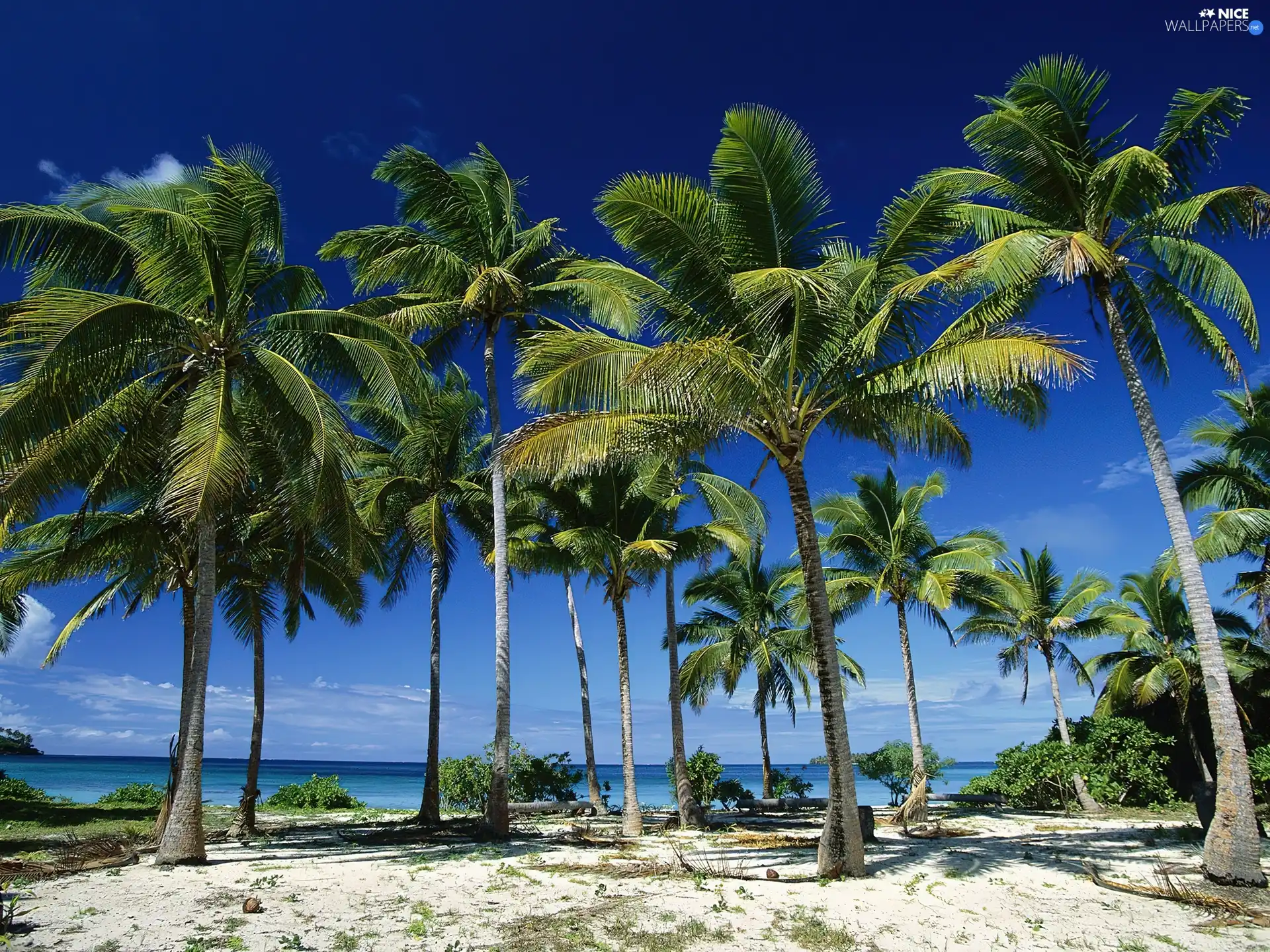 Beaches, Palms