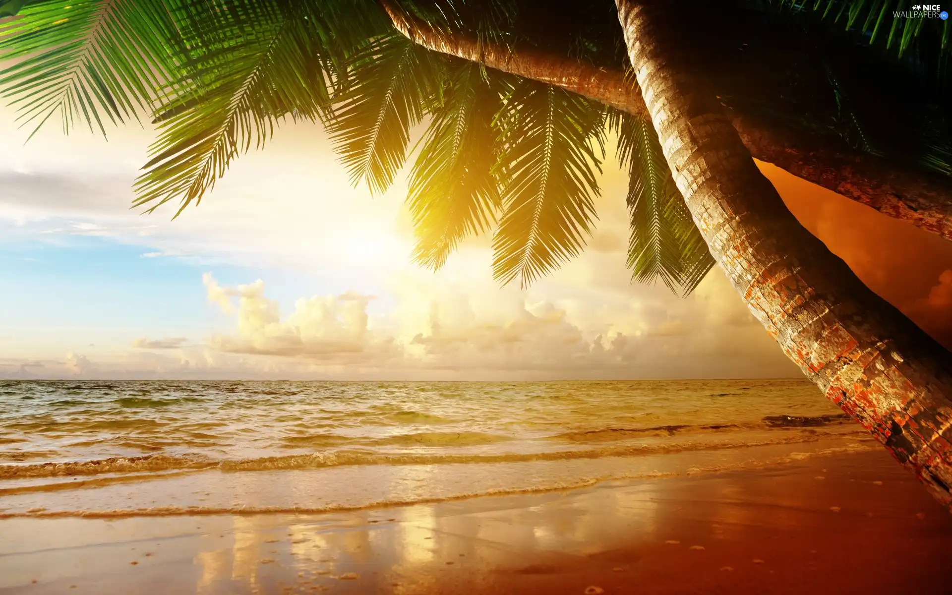 Palms, sea, clouds