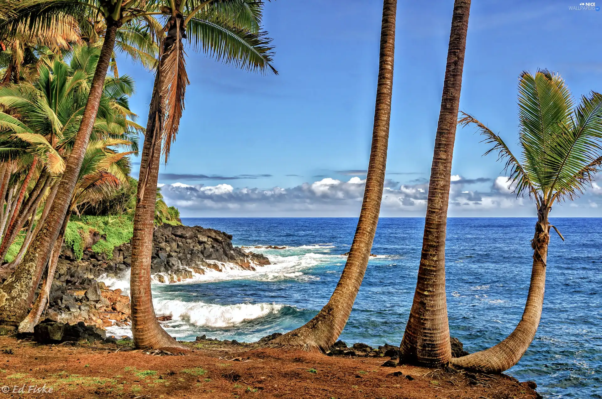 Palms, sea, coast