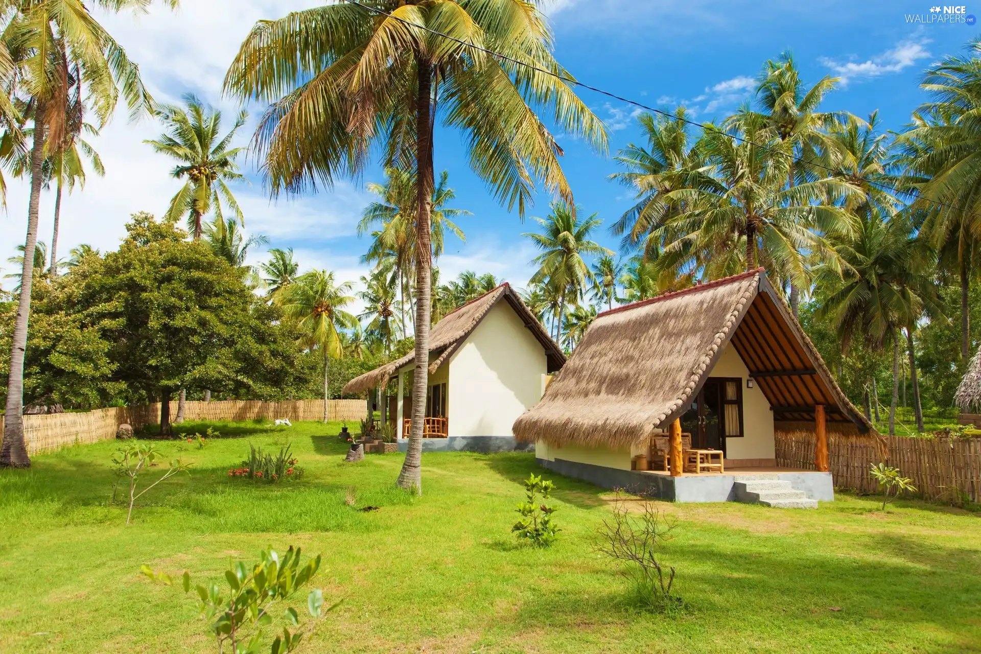 Houses, Palms