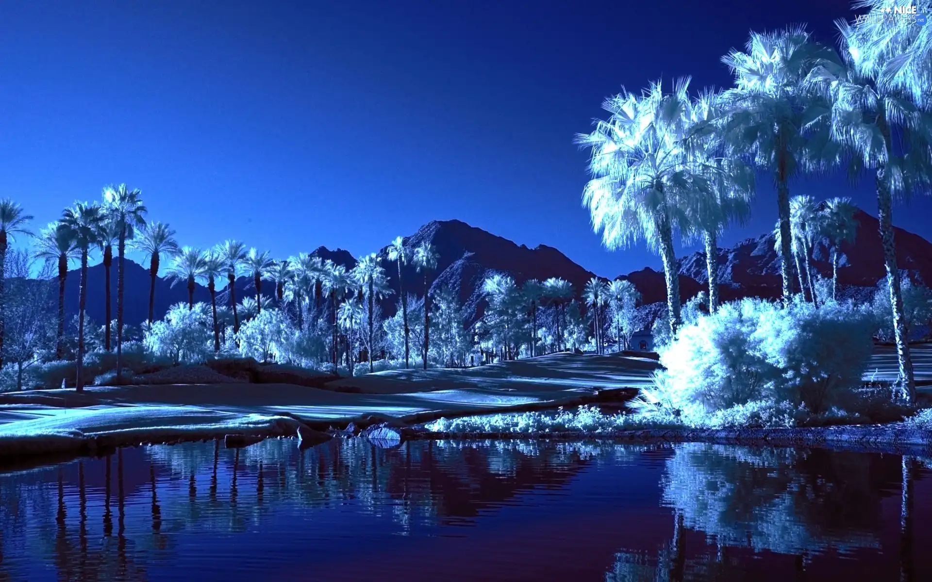 Palms, Mountains, lake