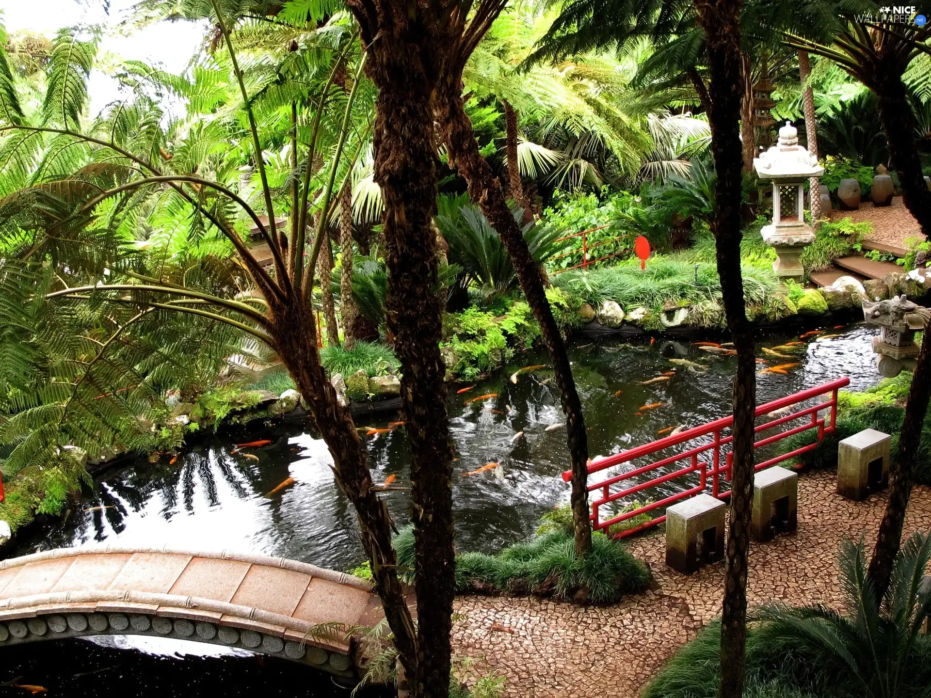 Garden, fish, Palms, Pond - car