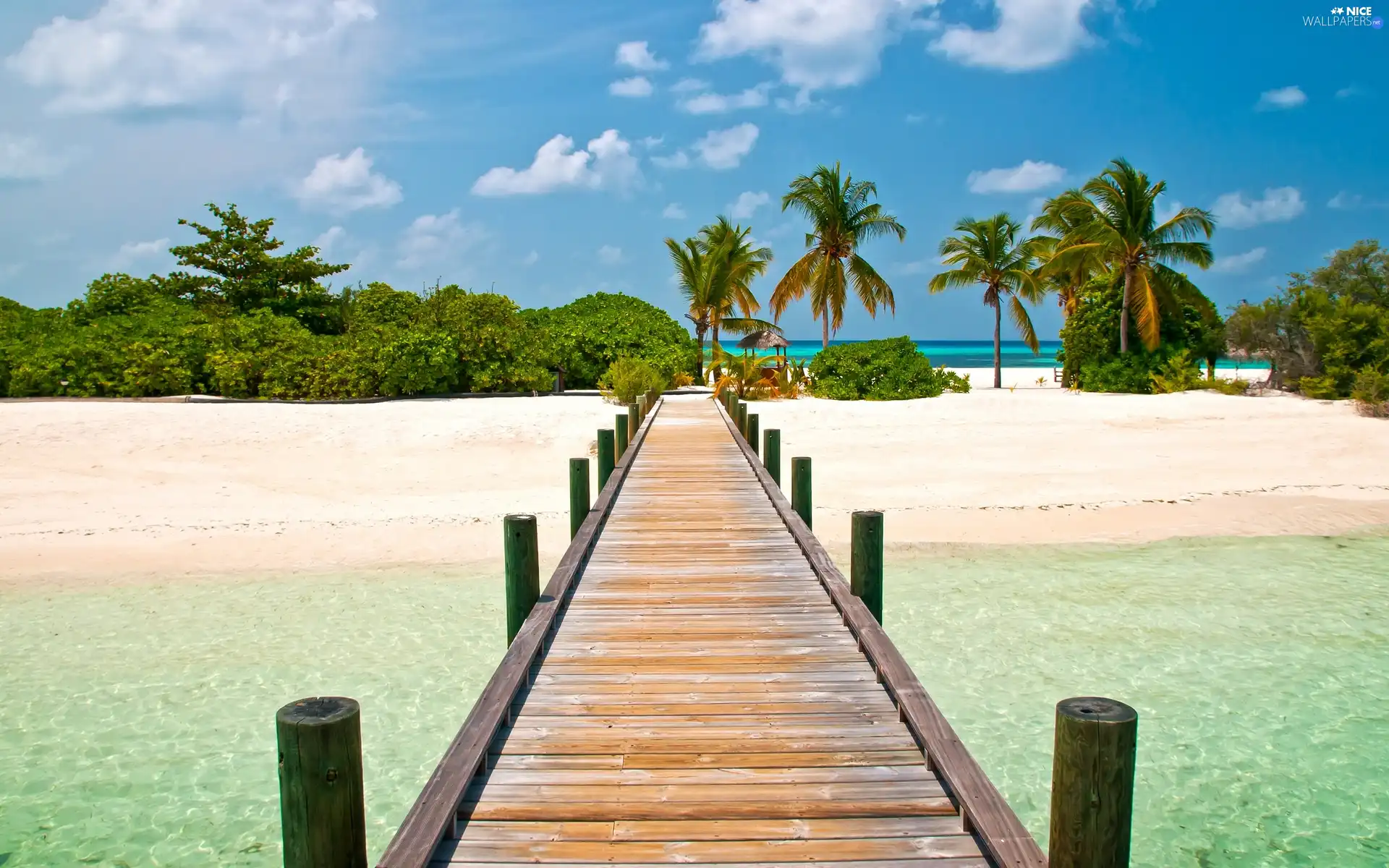 sea, Beaches, Palms, pier