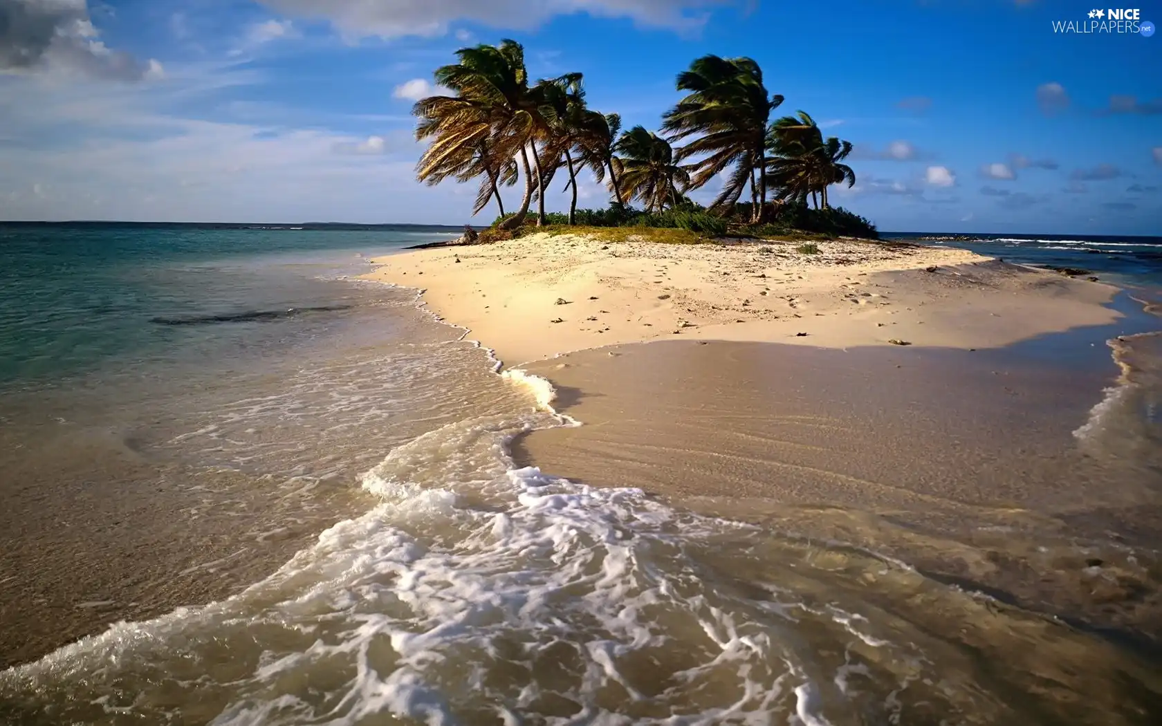 Palms, Island, sea