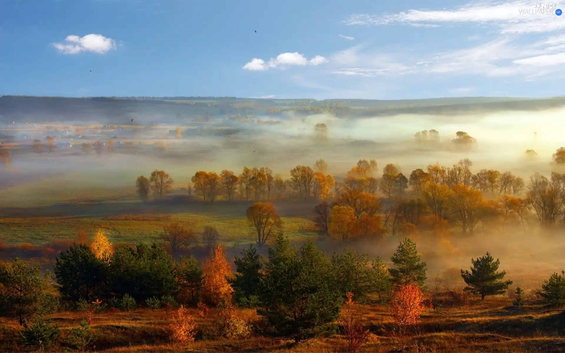 viewes, field, panorama, autumn, Fog, trees