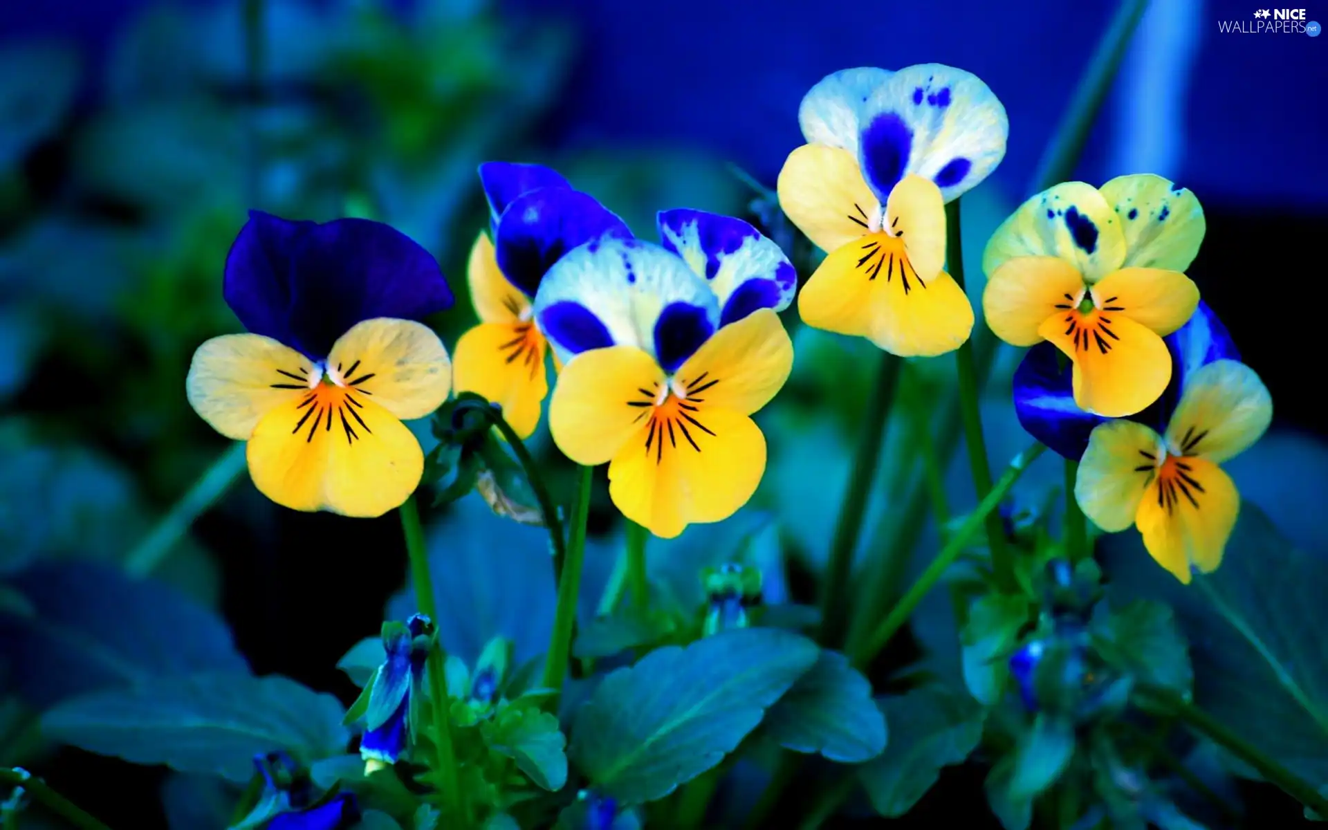 pansies