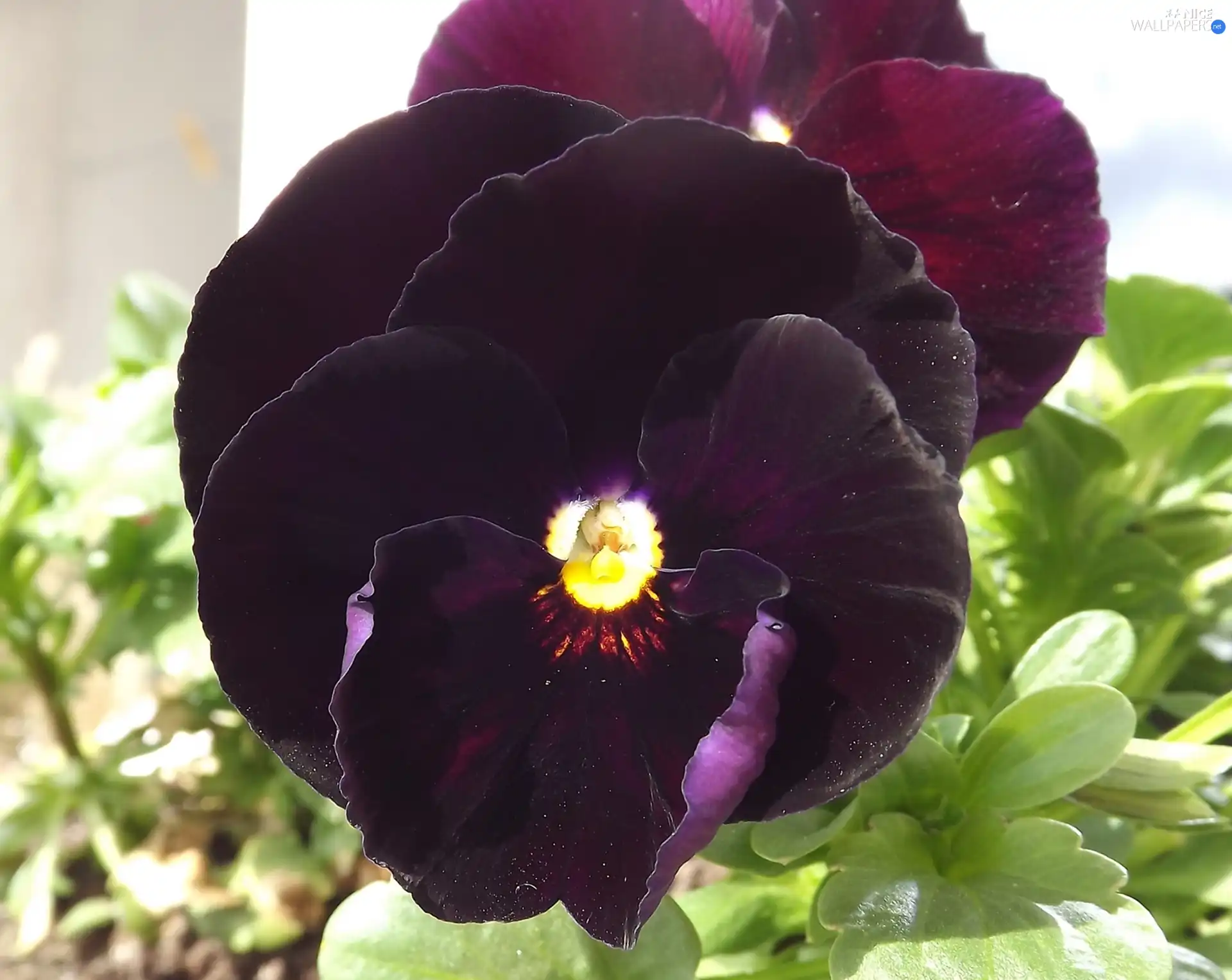 pansies