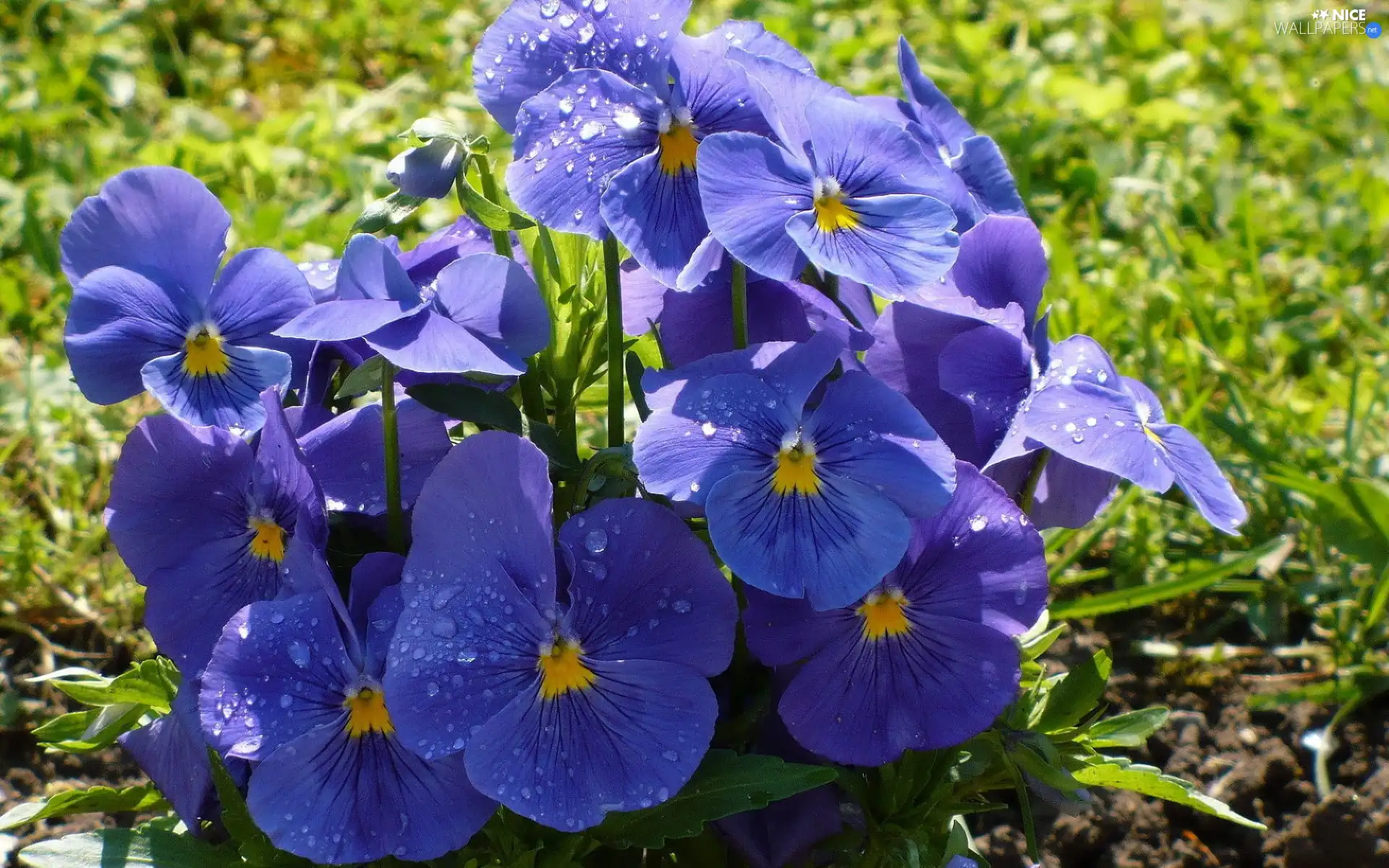 Blue, pansies