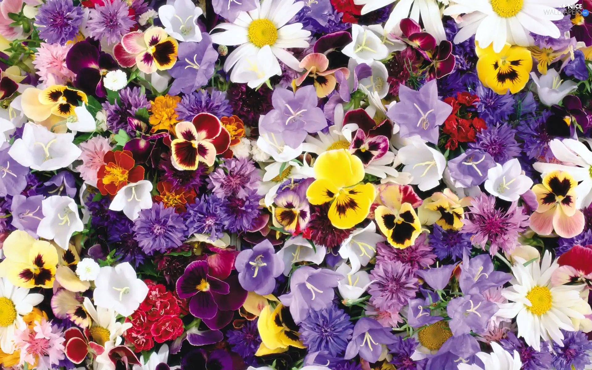 different, Flowers, pansies, color