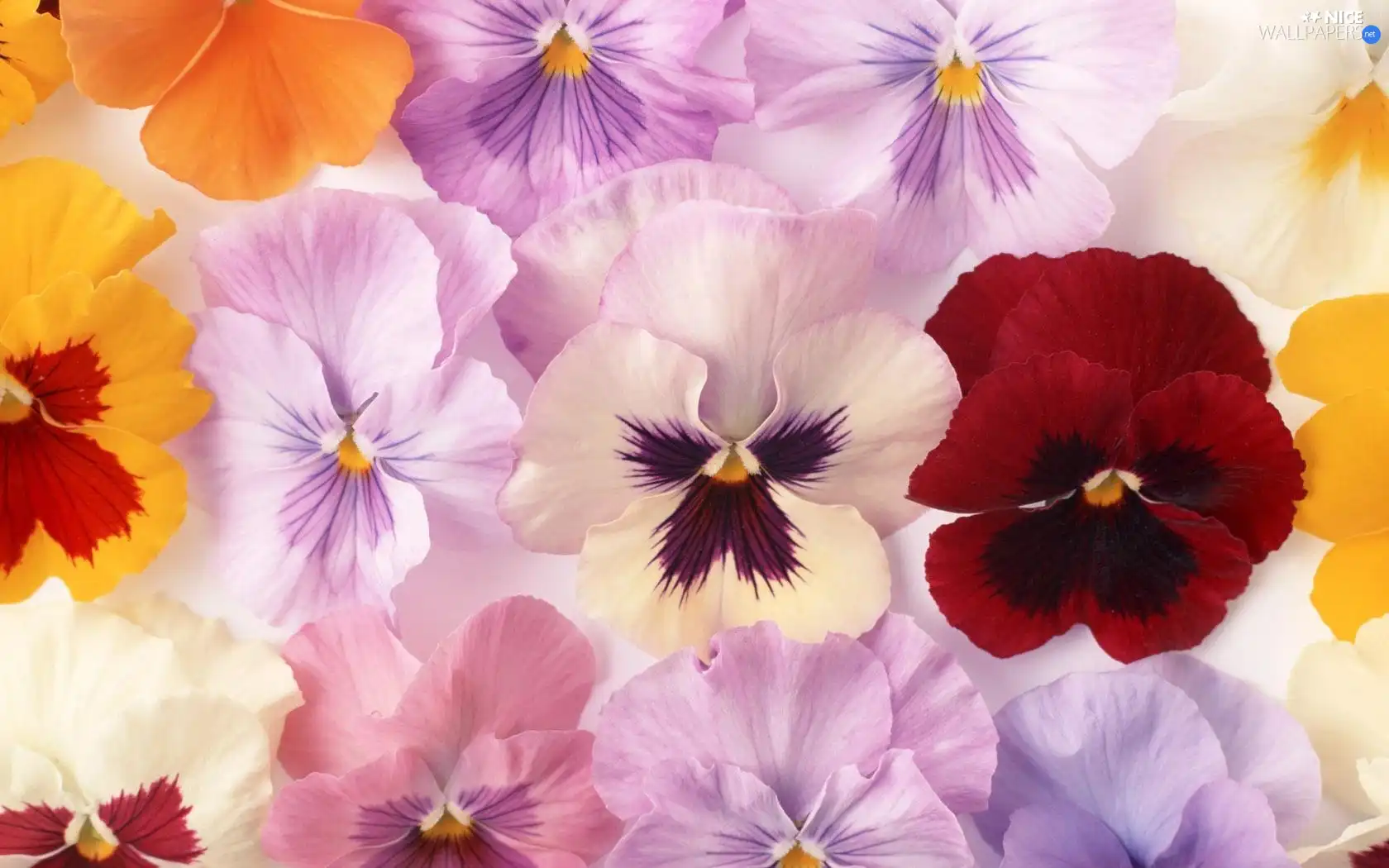 Flowers, pansies