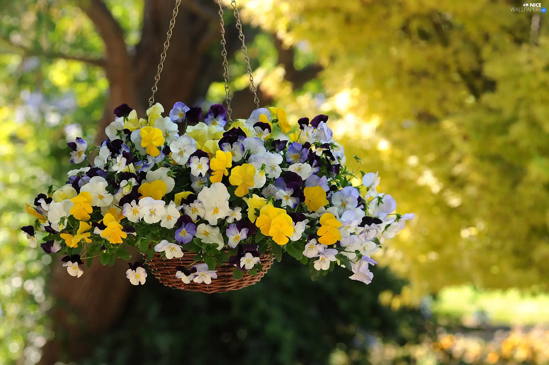 hanging, pansies