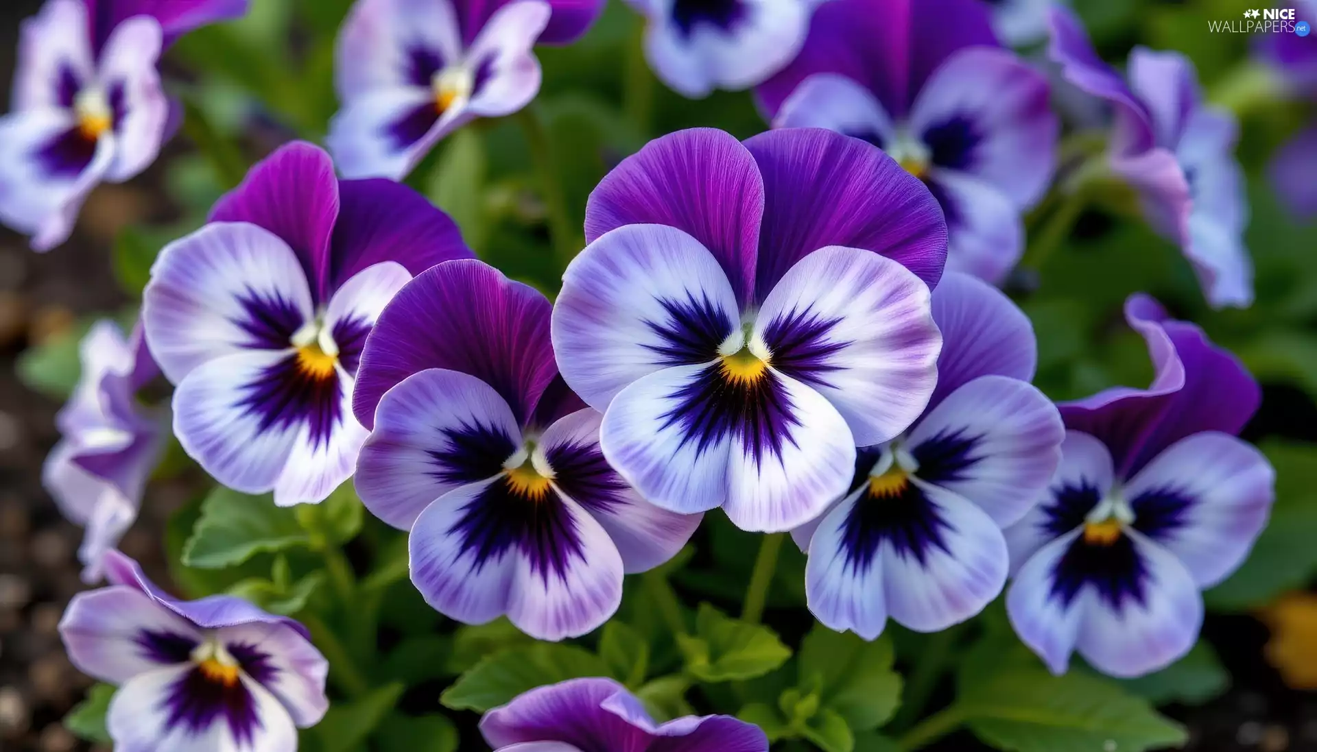 pansies, White-Purple